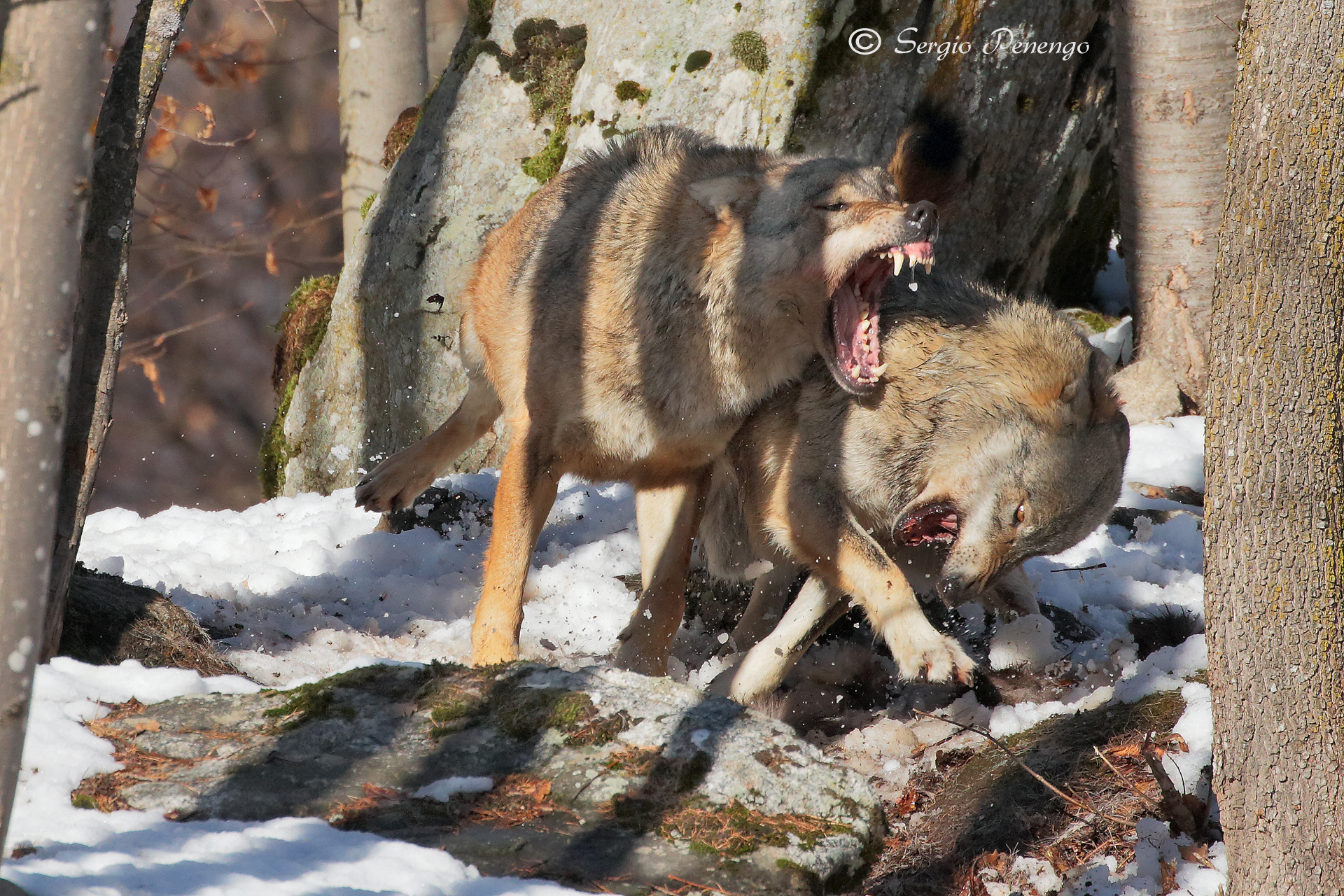 "The Fight" the WOLF