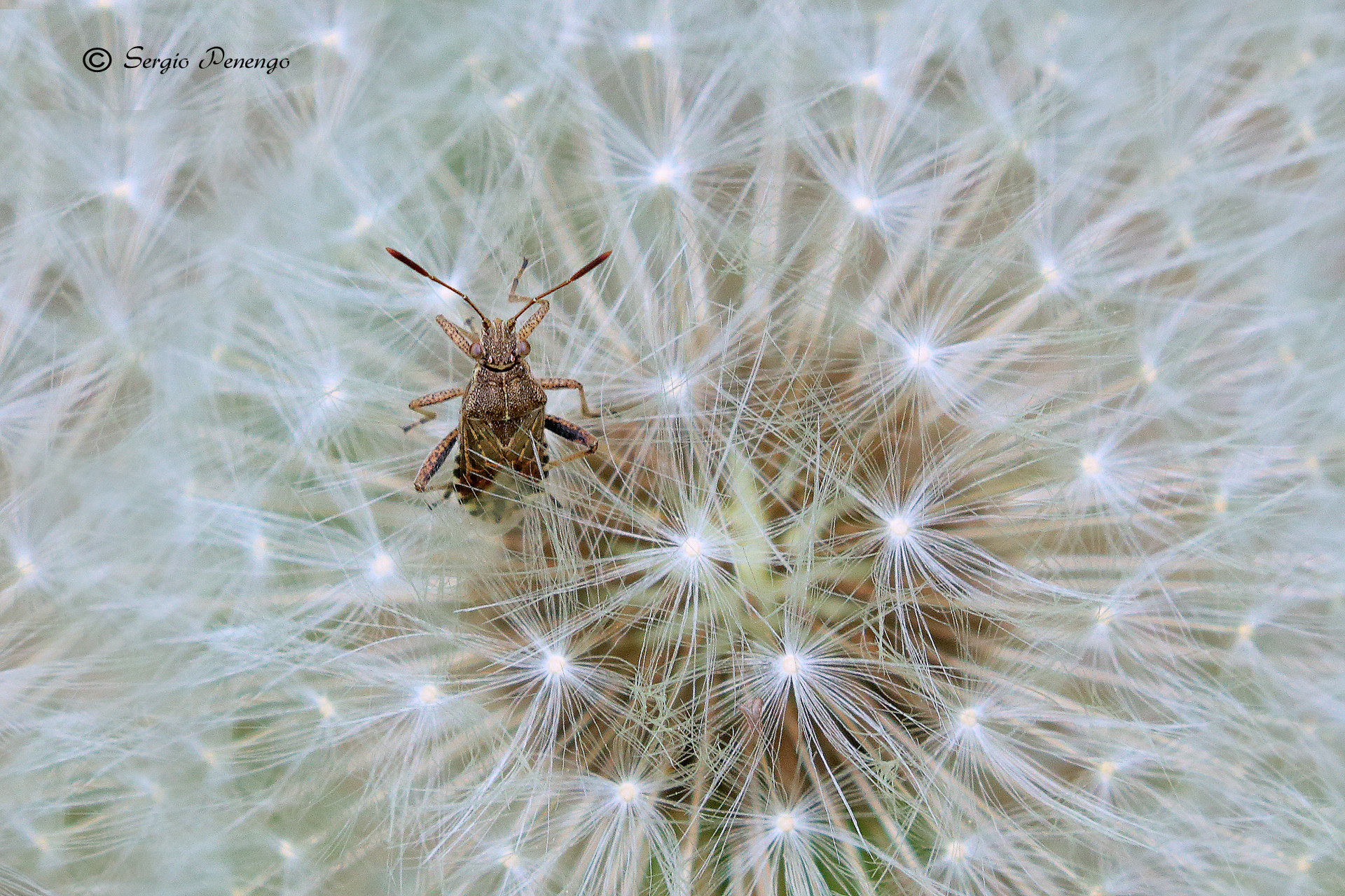 "DENTRO il SOFFIONE"