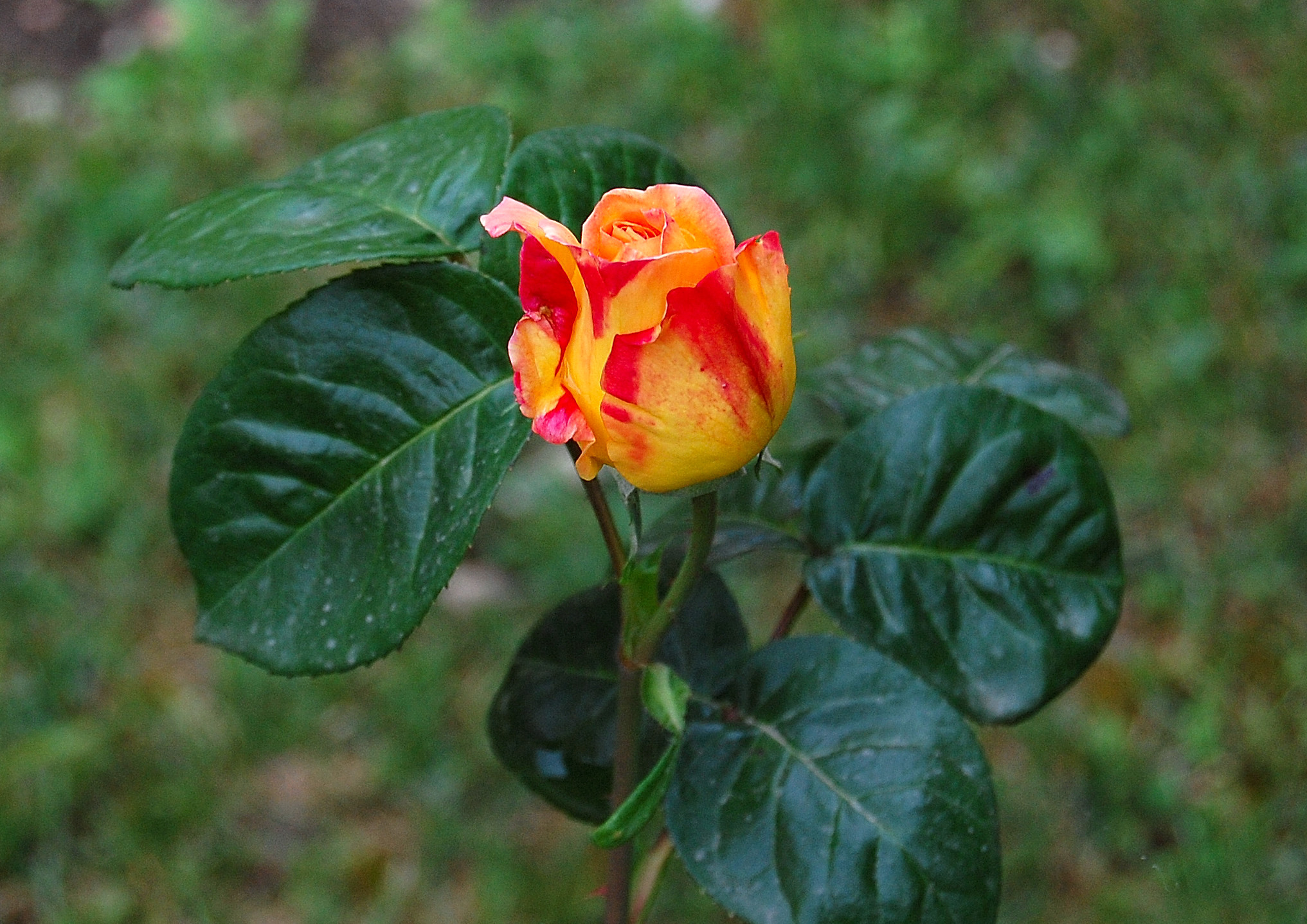 2-Rose of May: dedicated to the Friends of Juzaphoto