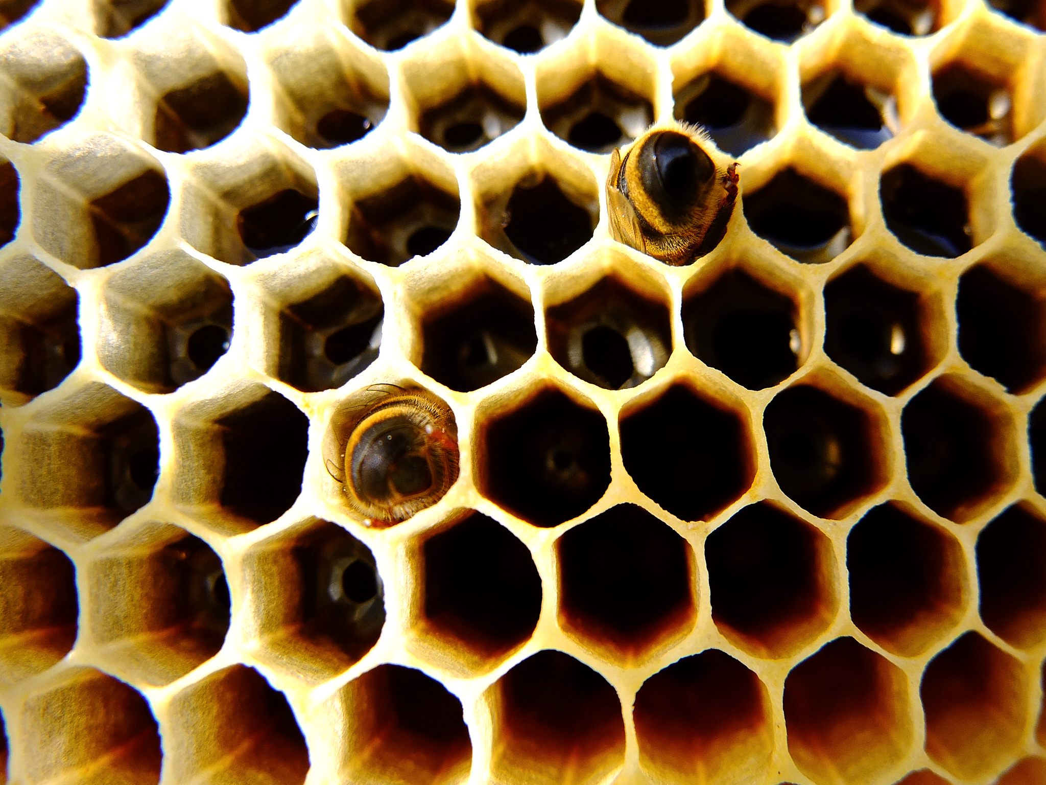 Api durante la deposione del miele nelle celle