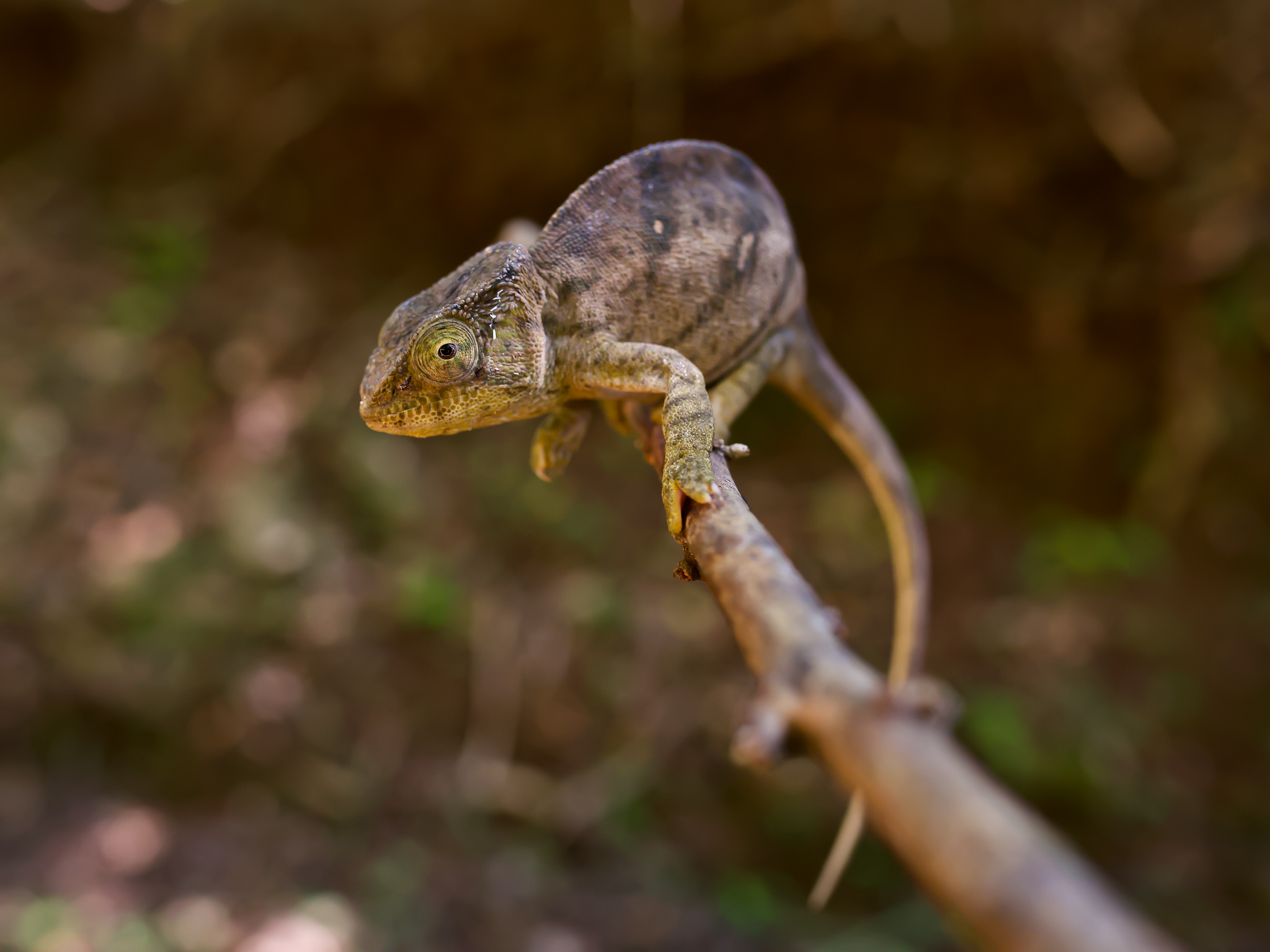 Nell'occhio del camaleonte
