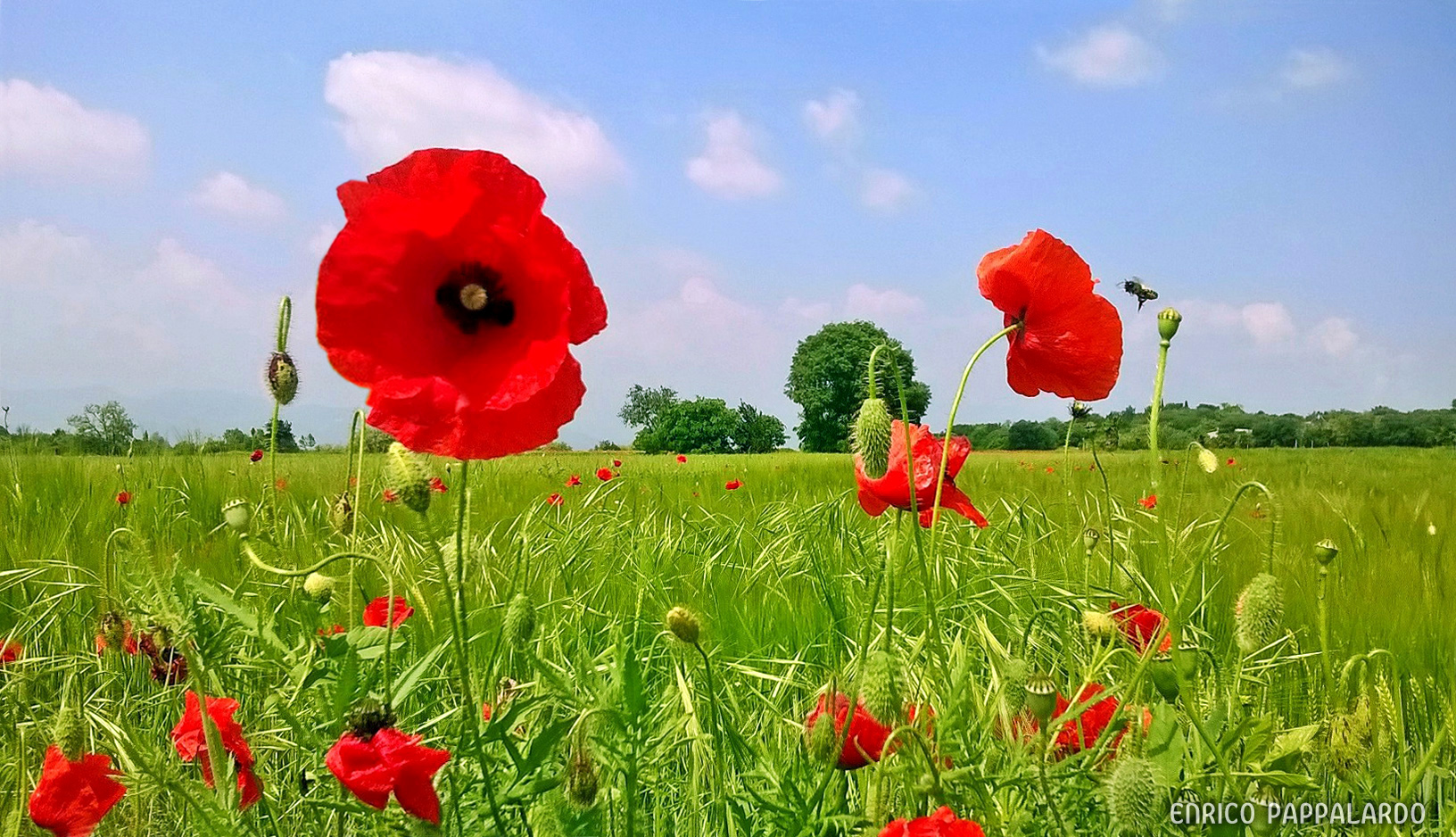 I colori della primavera