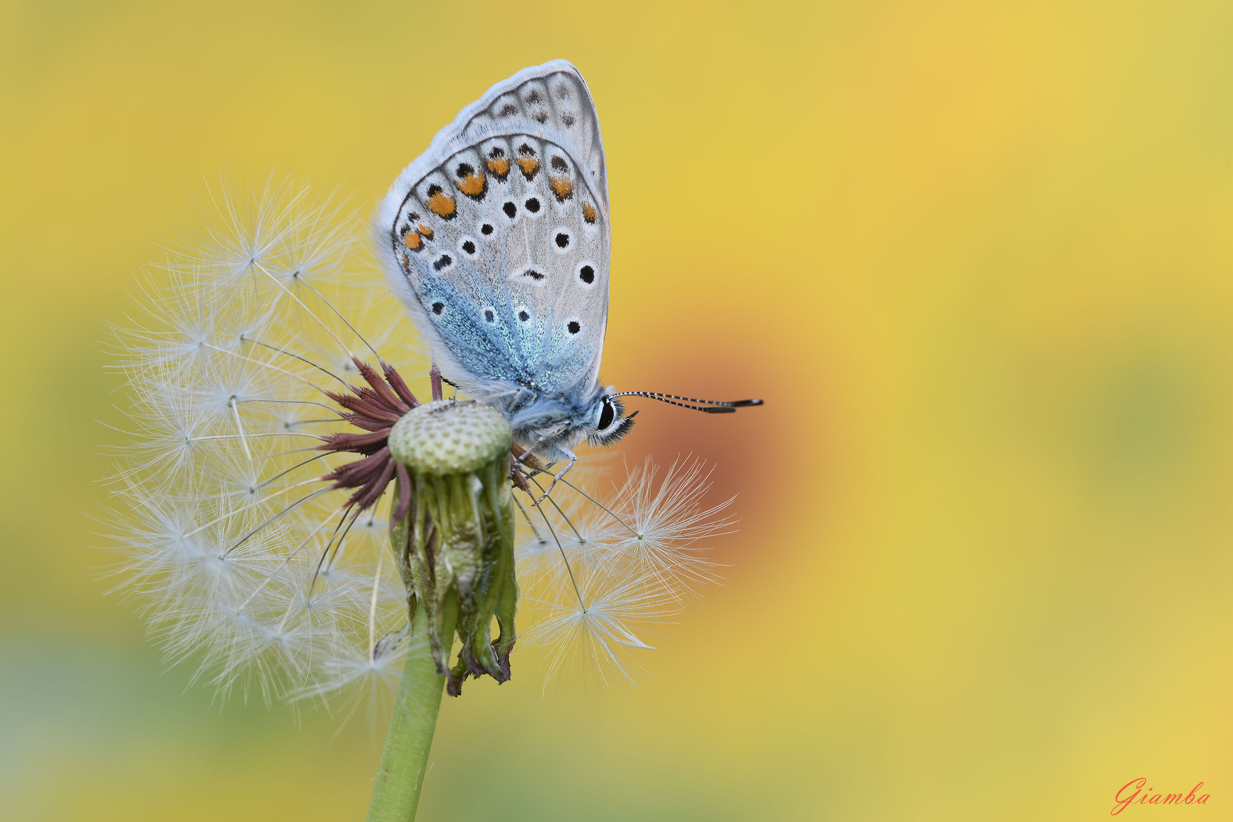 Una semplice Licenide