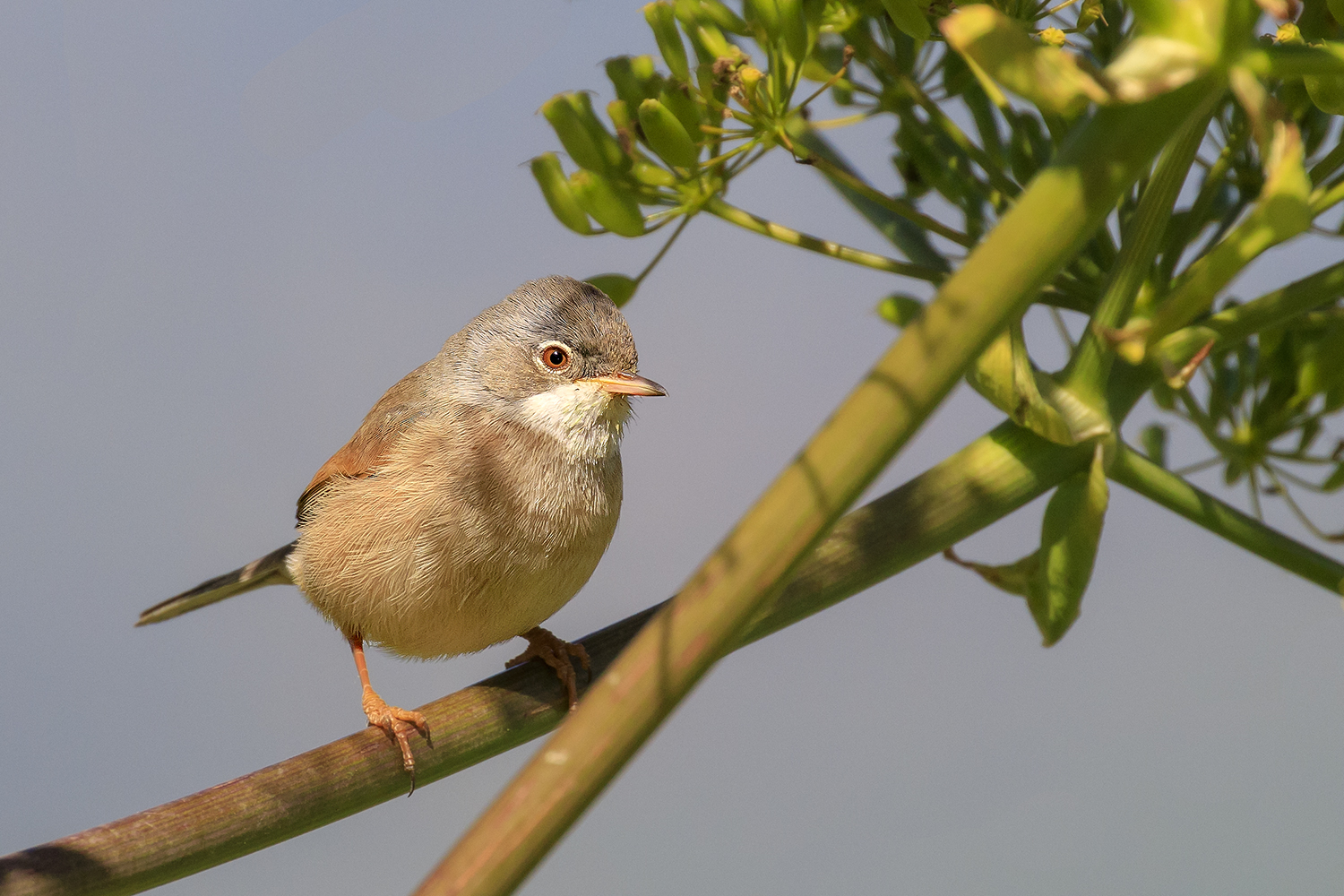 Sterpazzolina