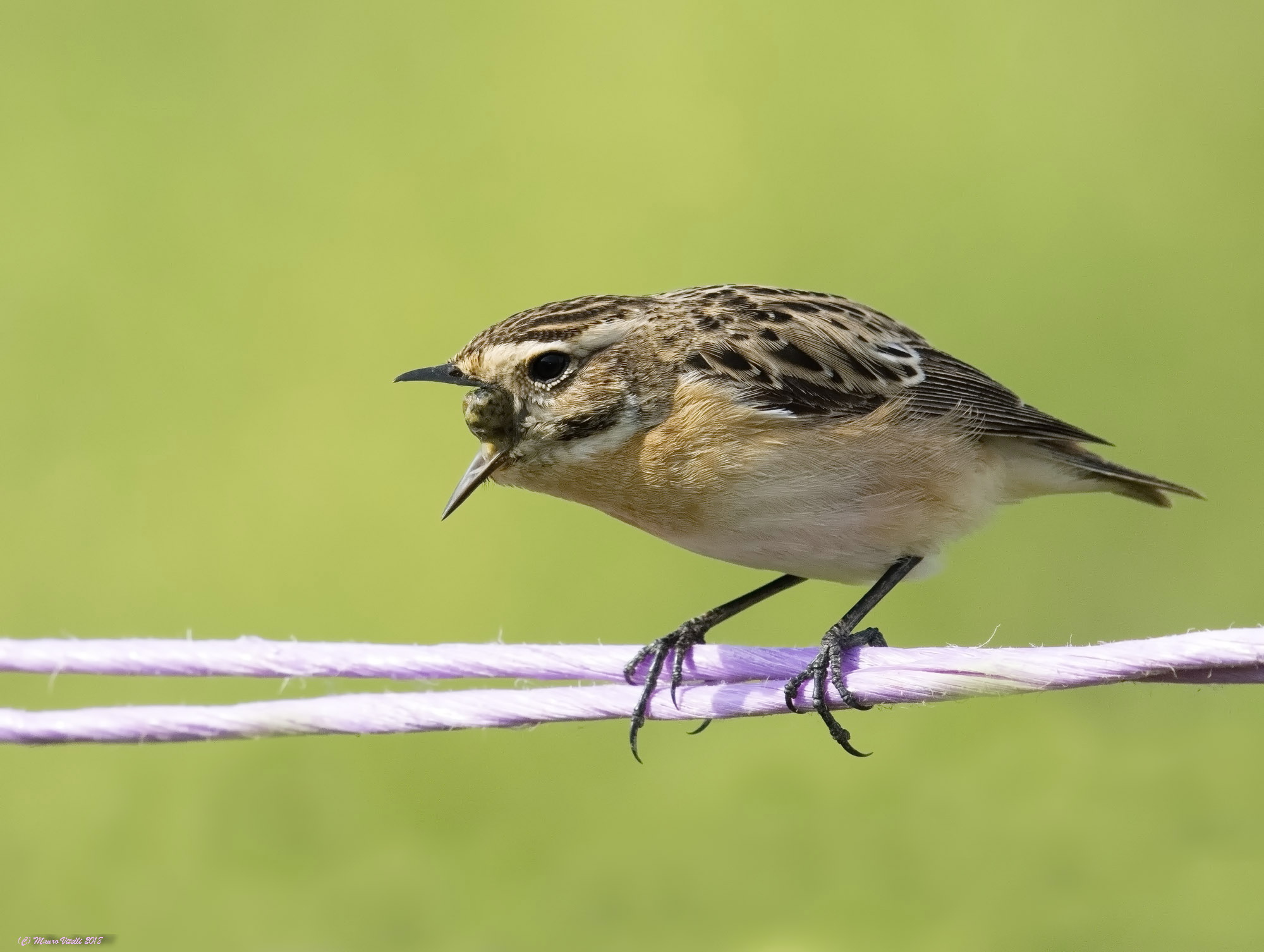 The indigestible Rigurgido of Whinchat (Saxicola rubetr