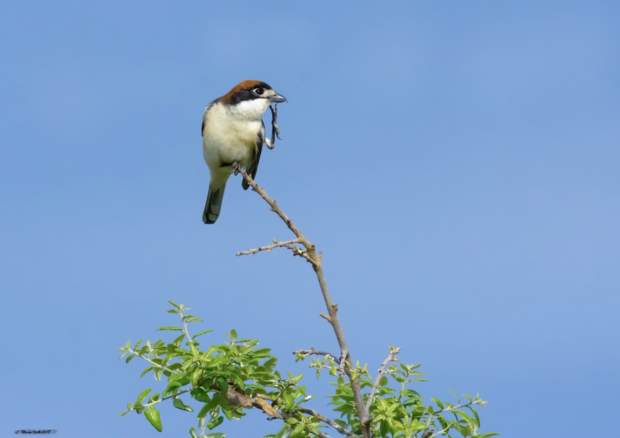 Having her Capirossa (Lanius senator)