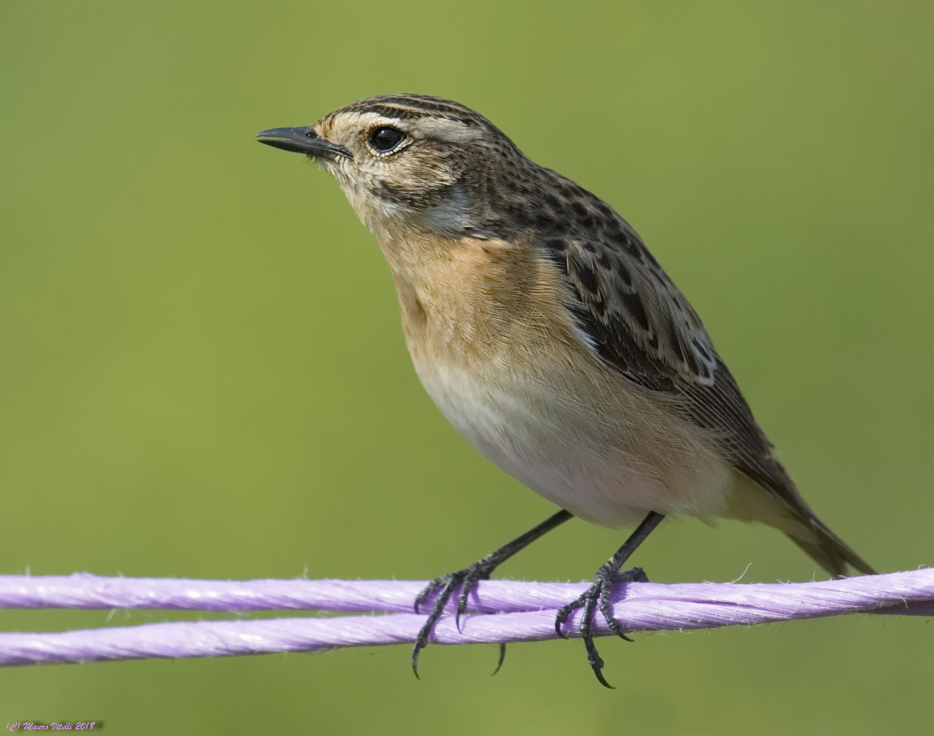 Whinchat (female)