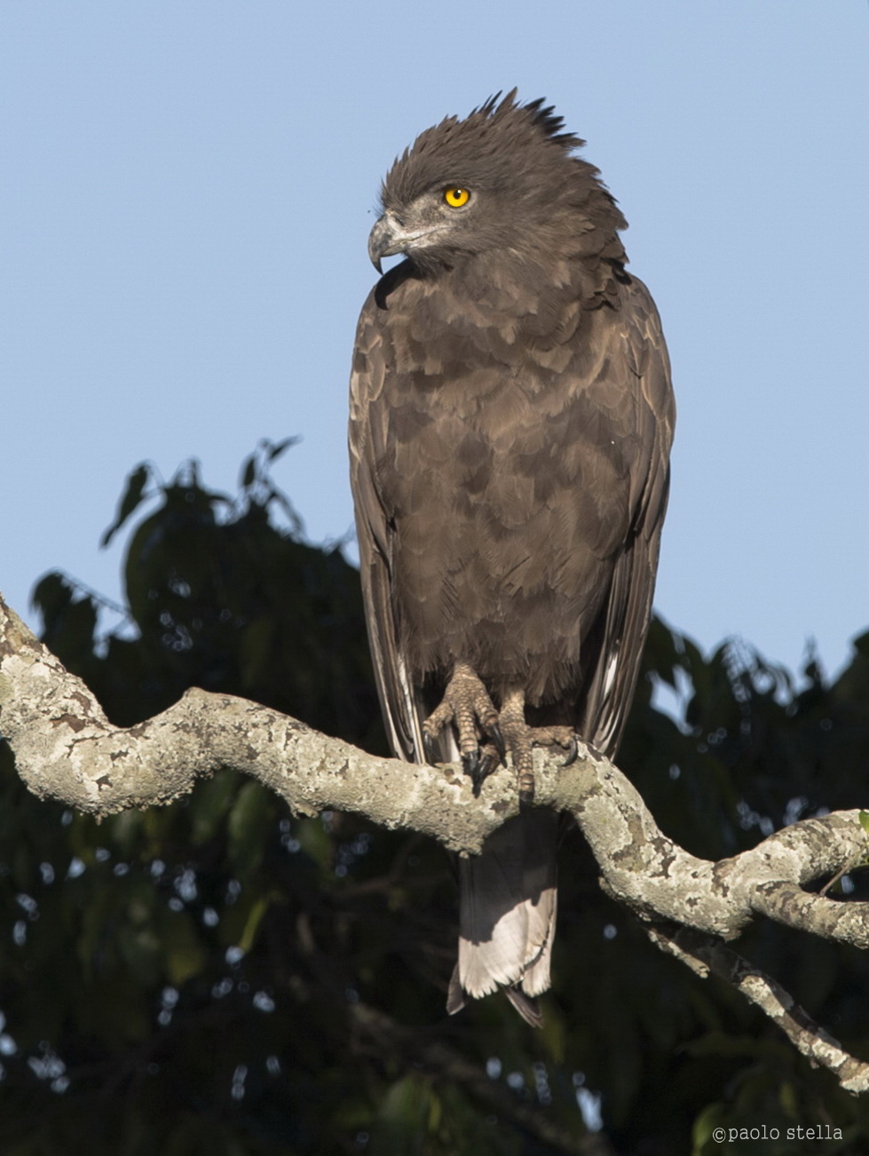 Brown Snake-eagle 2