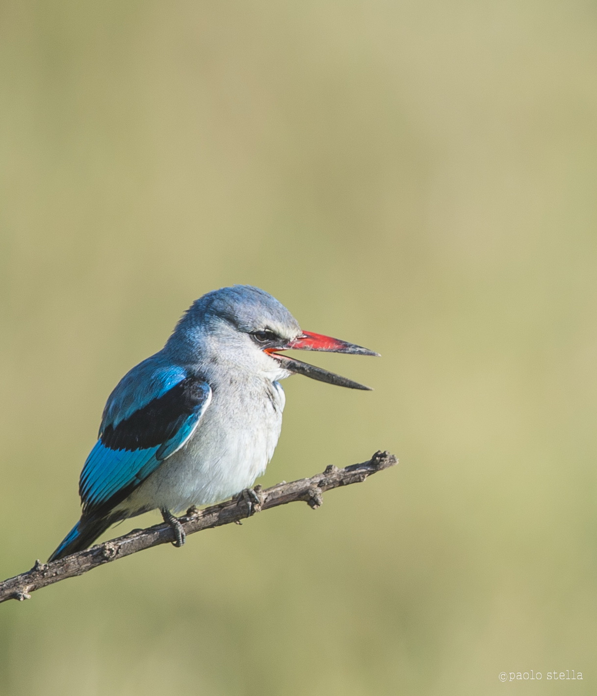 woodland kingfisher