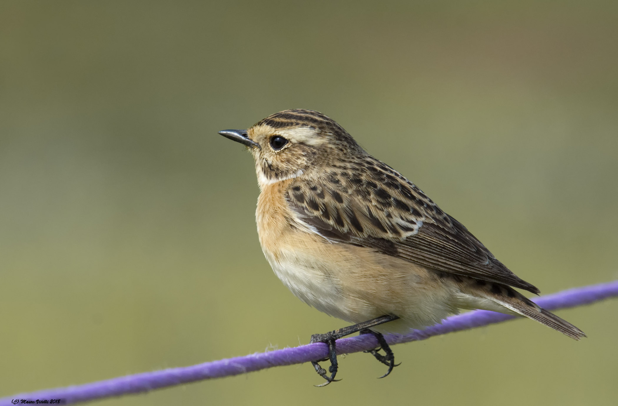Whinchat... up close