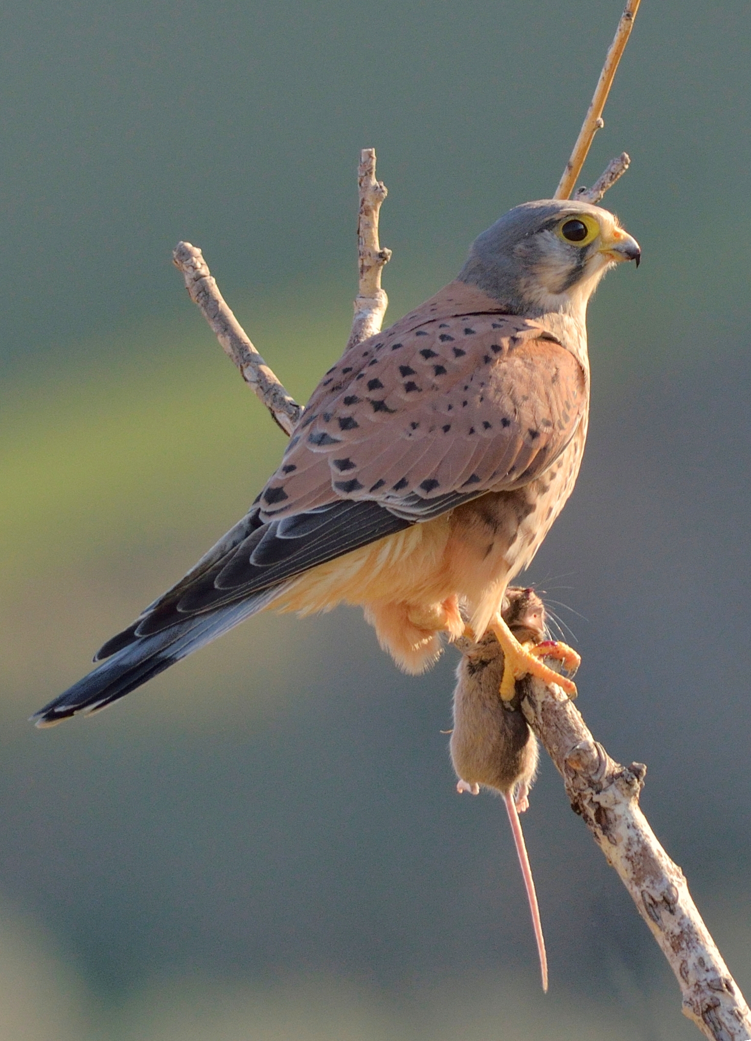 Gheppio con la preda