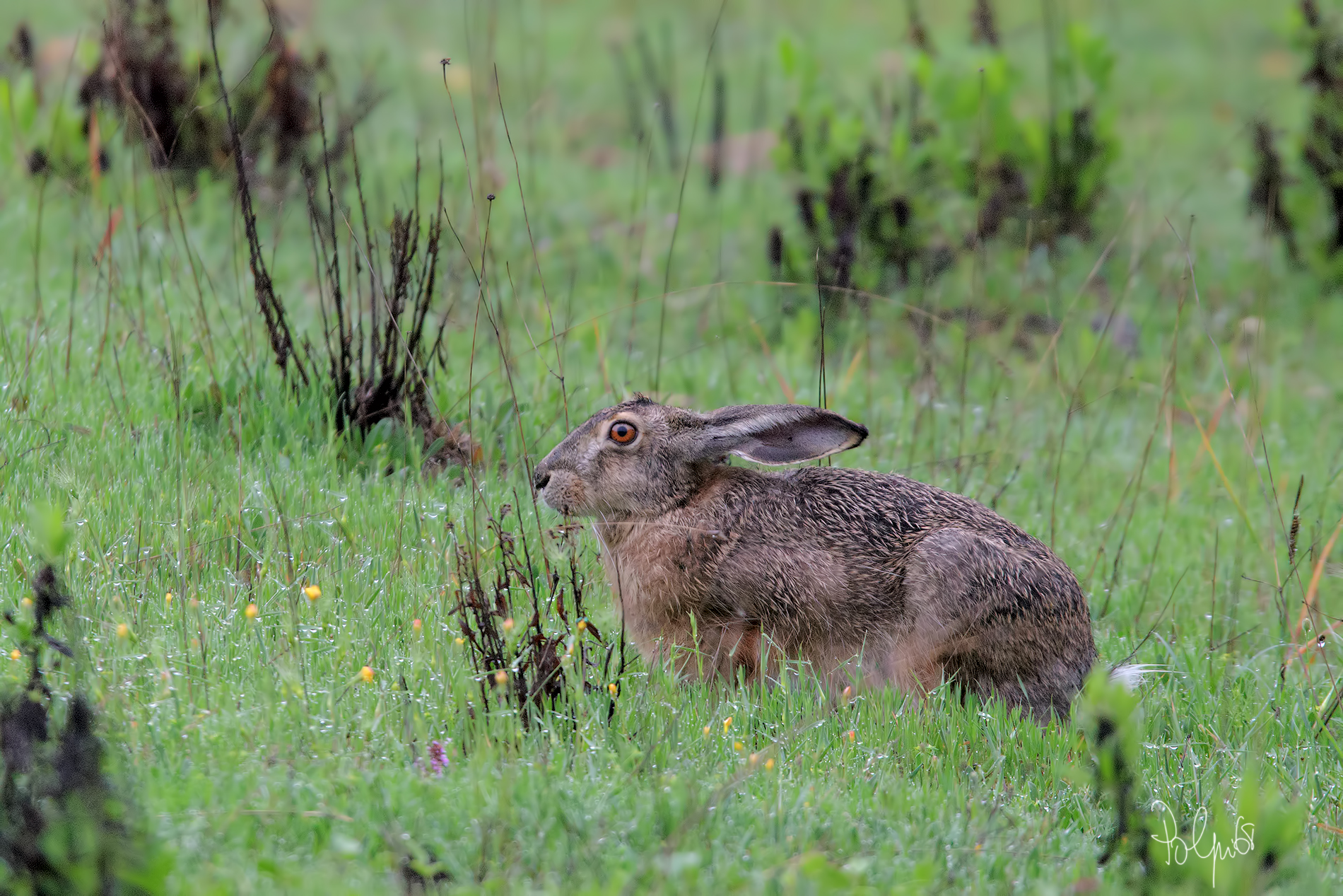 European Hare