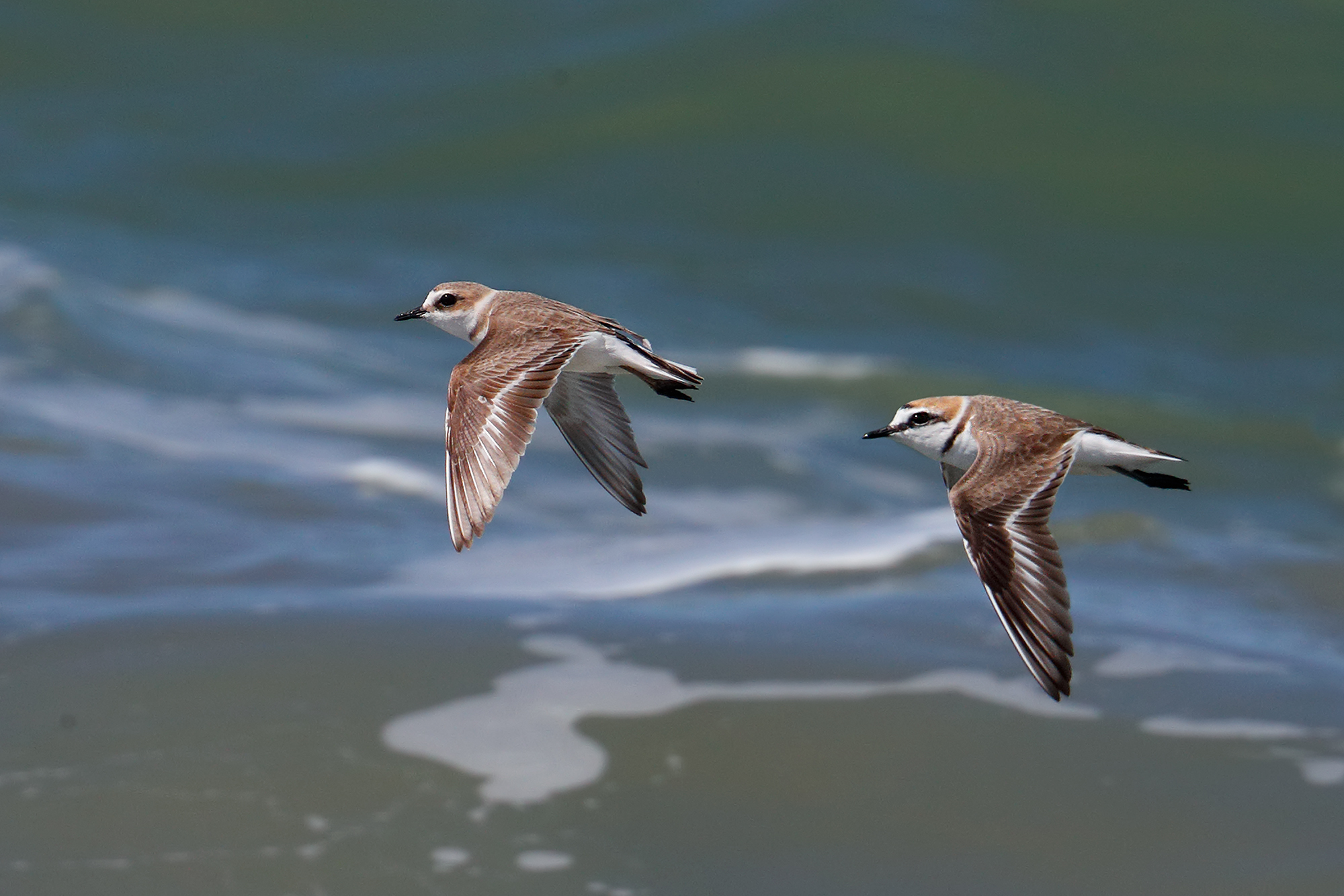 Couple of brothers in flight