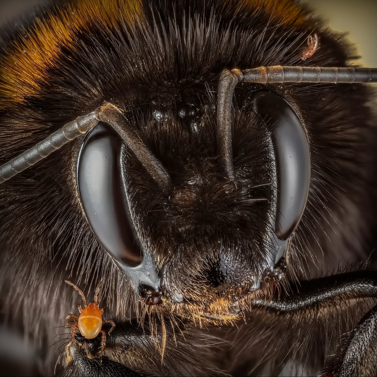 Bombus terrestris