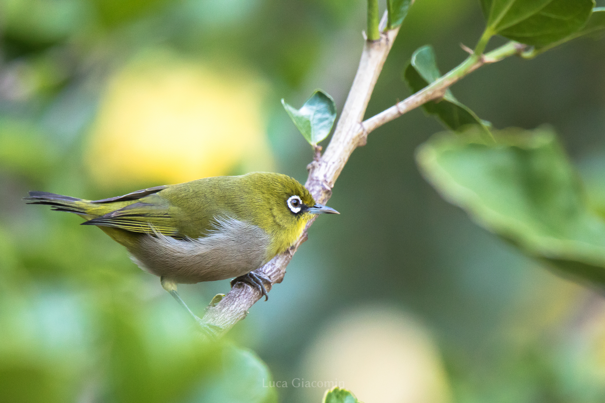 Cape White-Eye (Zosterops capensis)