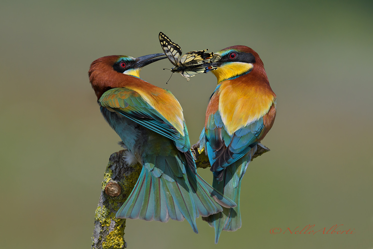 Gruccioni un bel macaone per dono 2018
