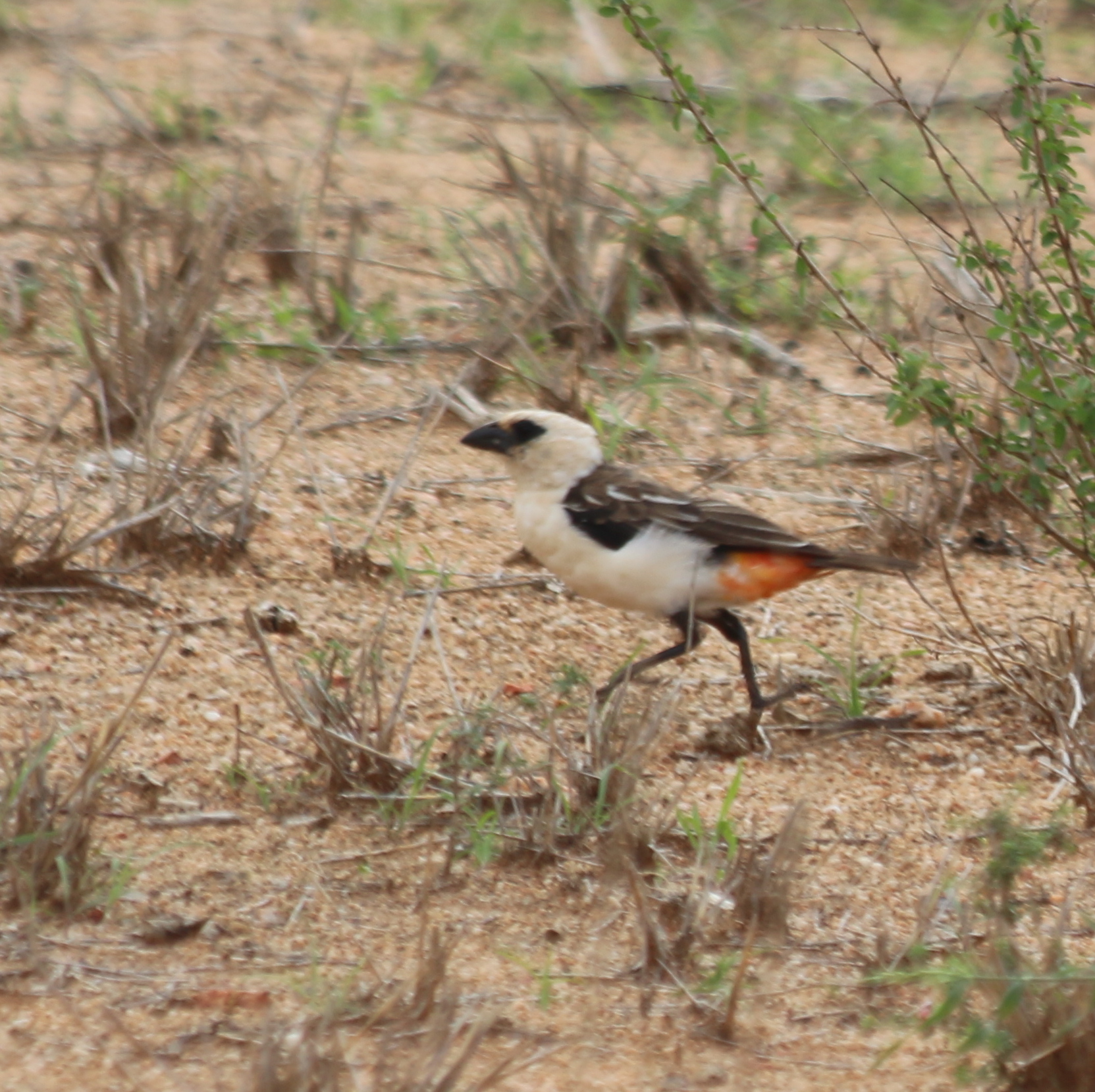 Dinemellia Dinemelli-Weaver of the Buffalo Bald