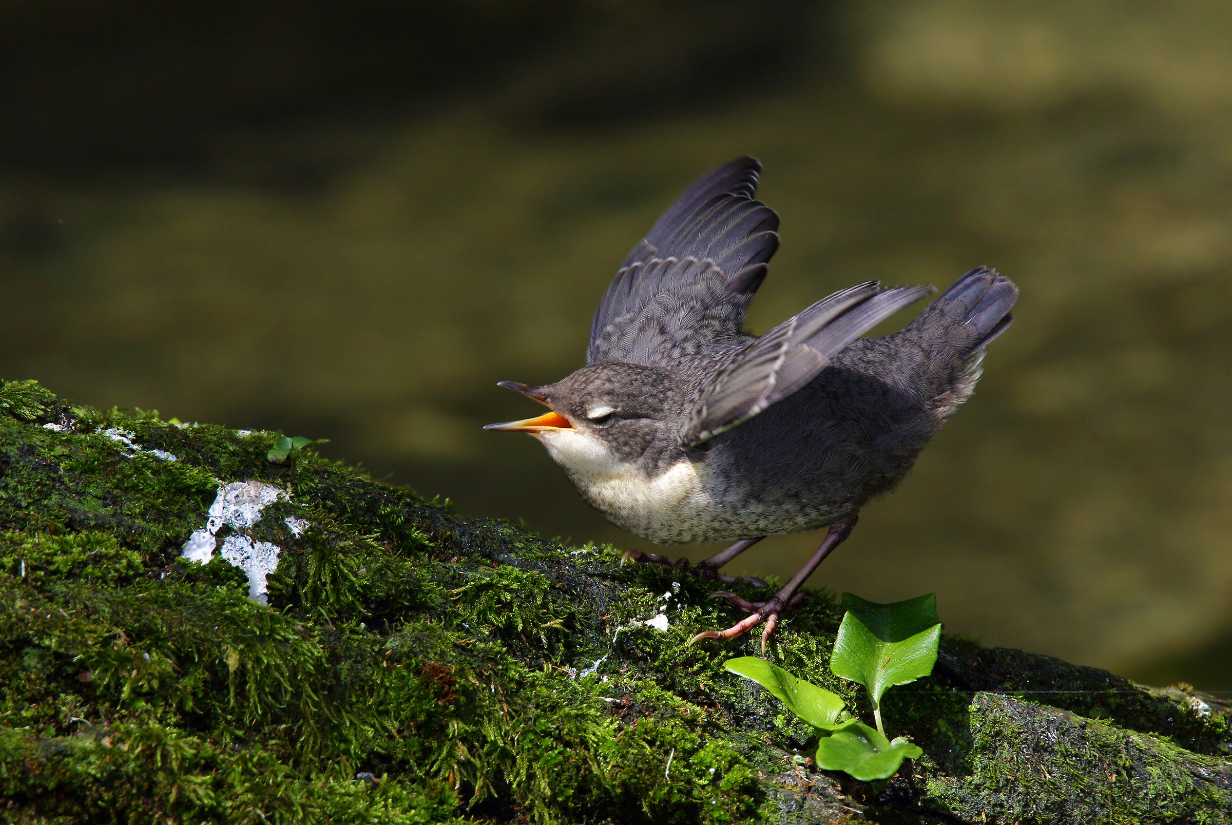 The lure of the Pullo