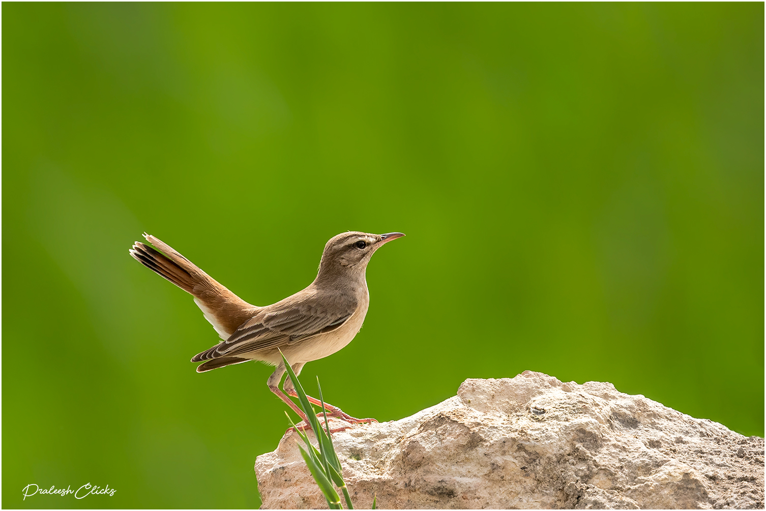 Rufous tailed Scrub Robin