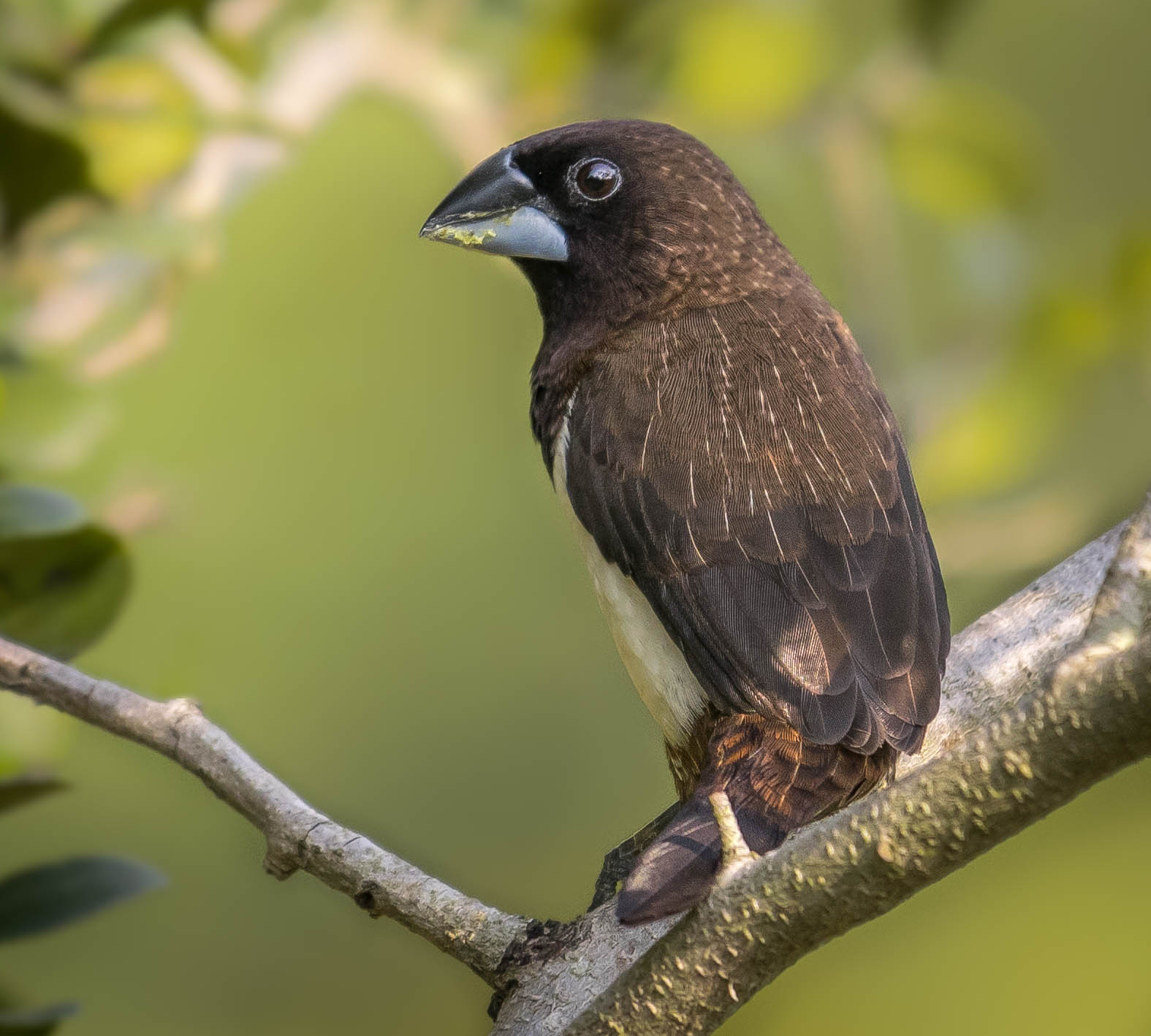 Black headed Munia