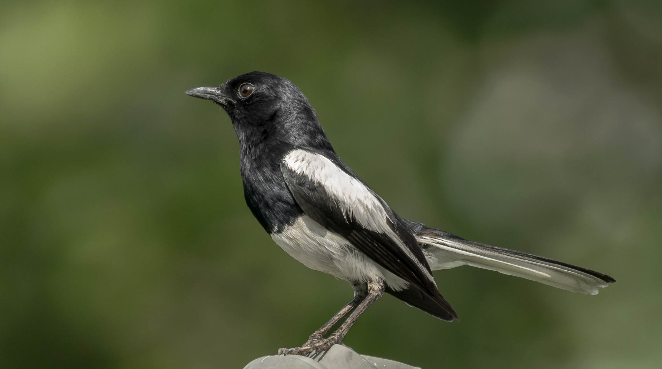 Oriental Magpie Robin