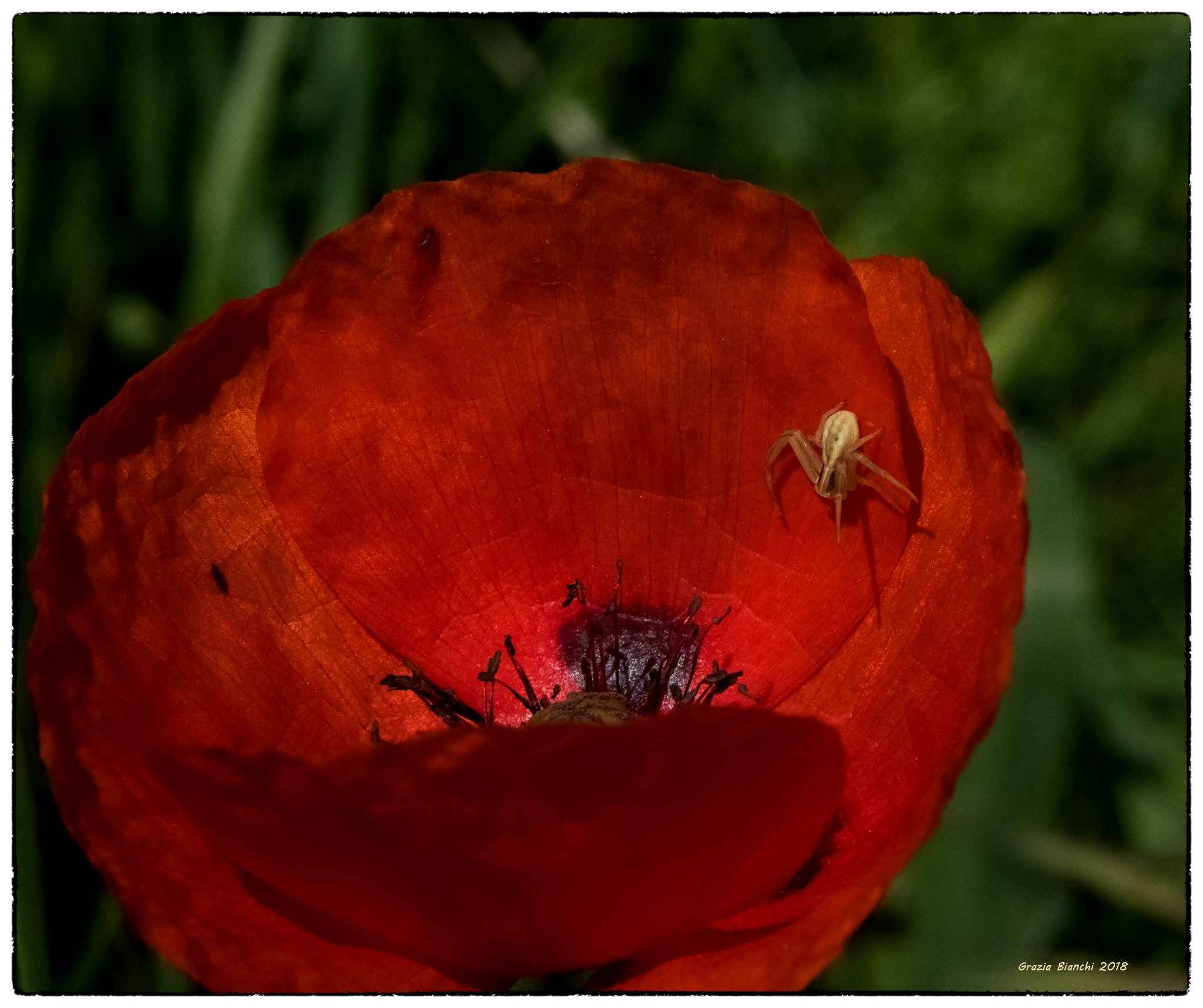 Poppy with Spider