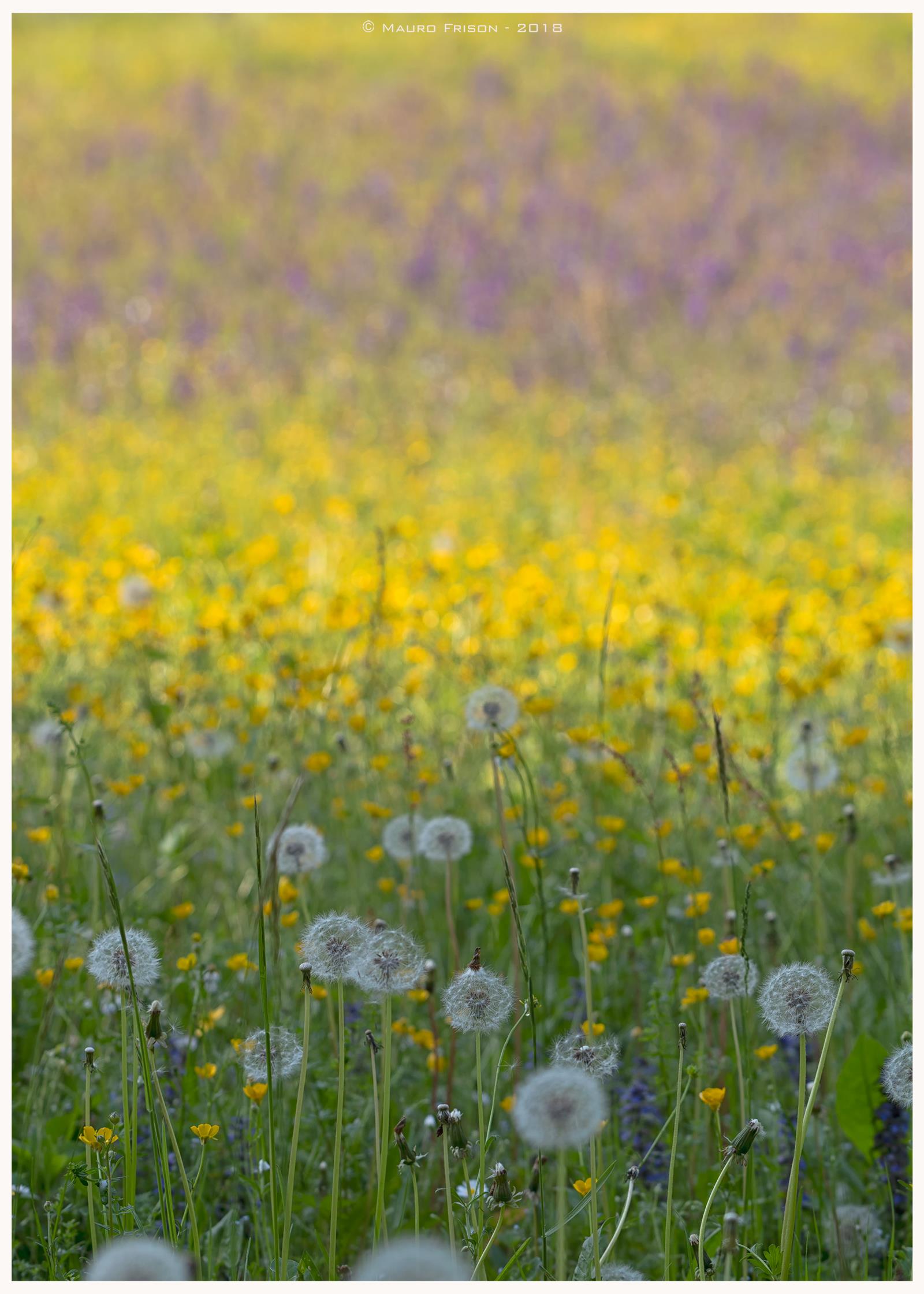 Prati vestiti a festa