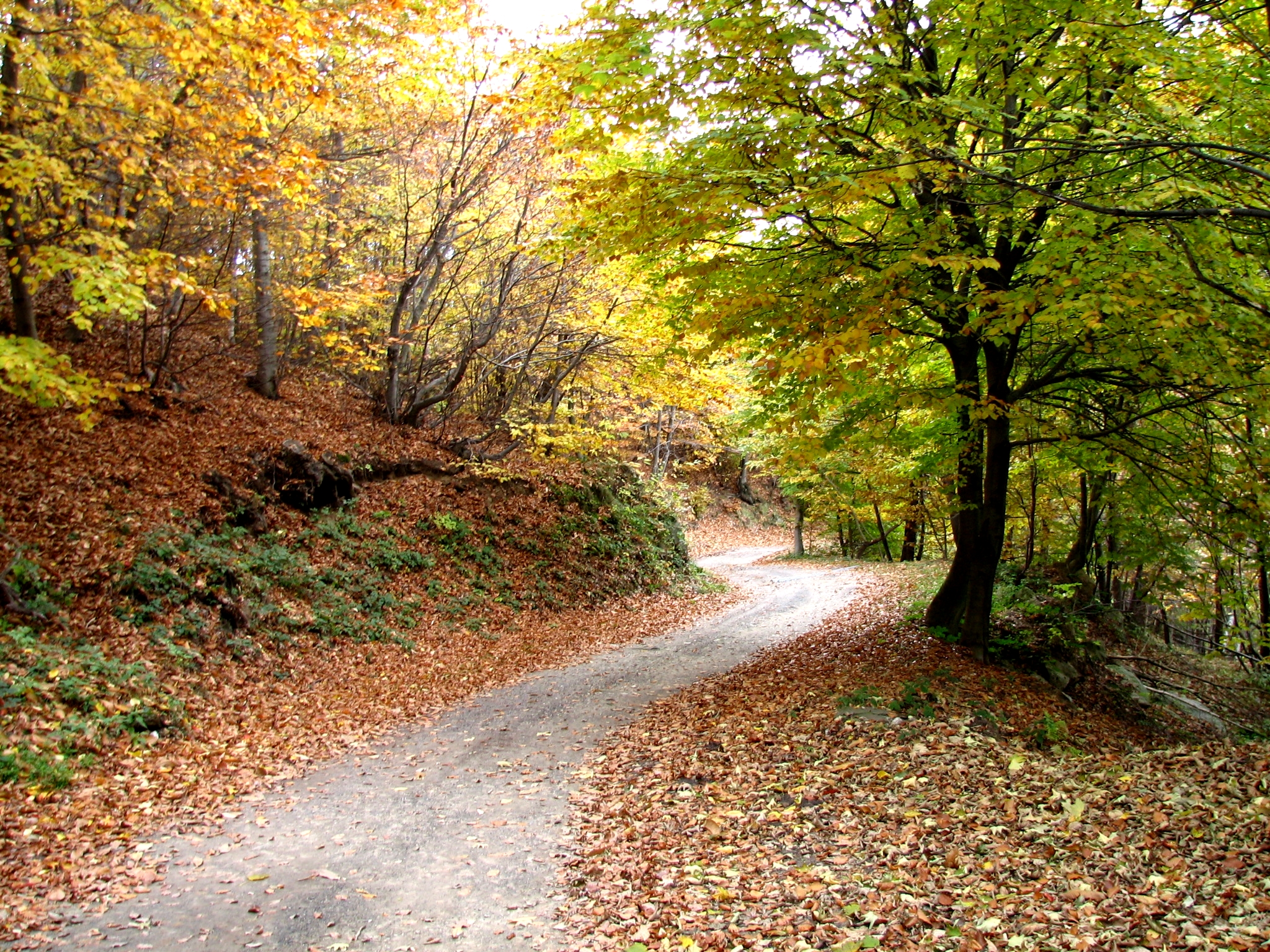 Autumn path ...... .....