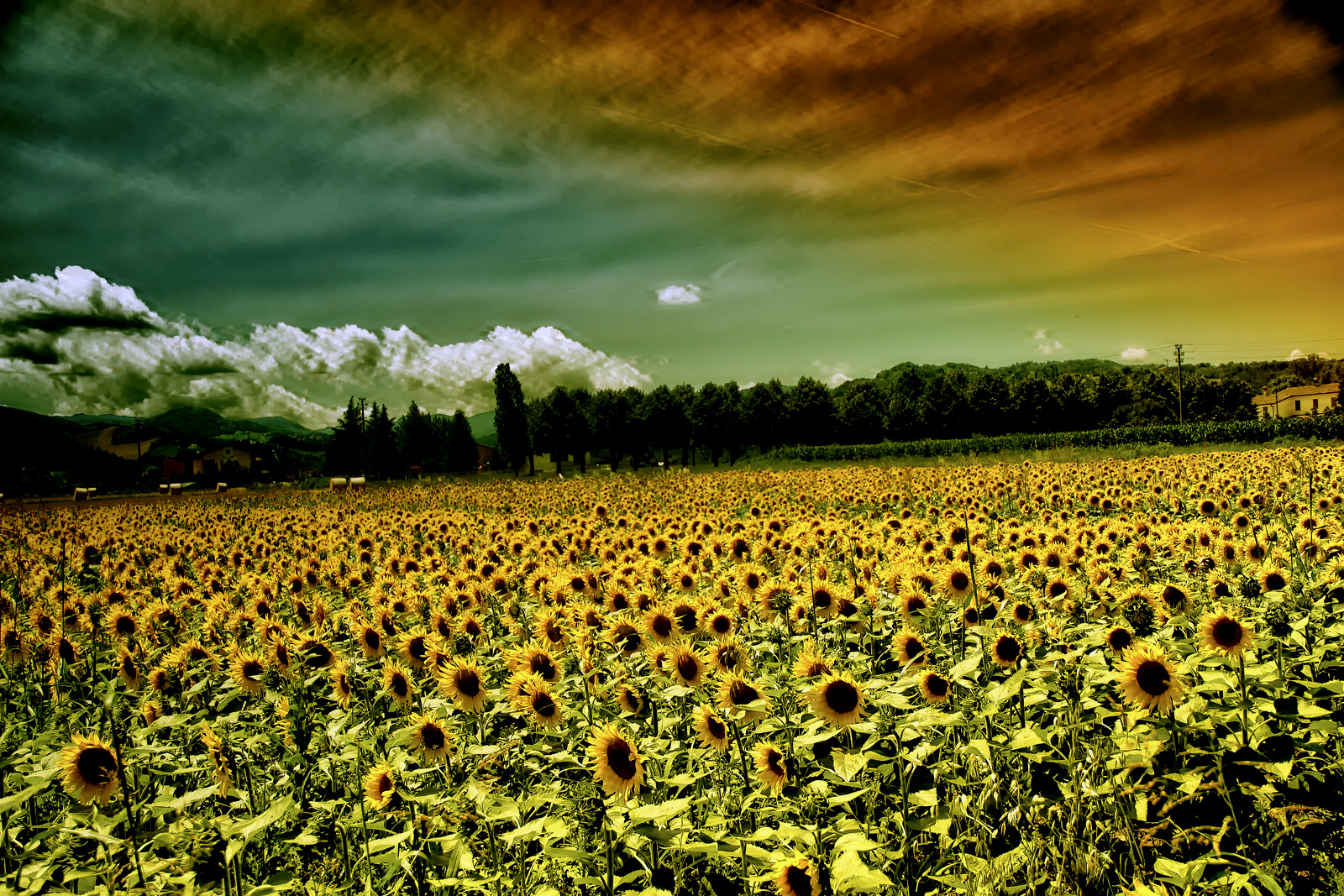 Sunflowers ...