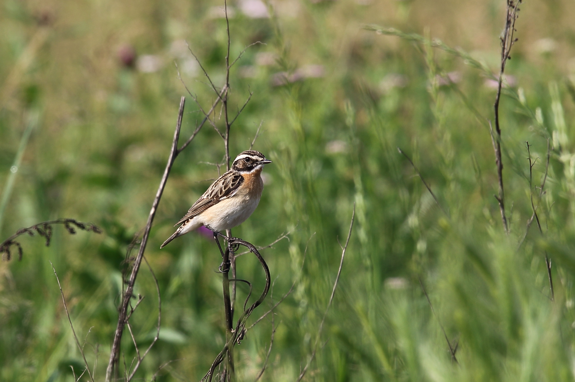 Whinchat