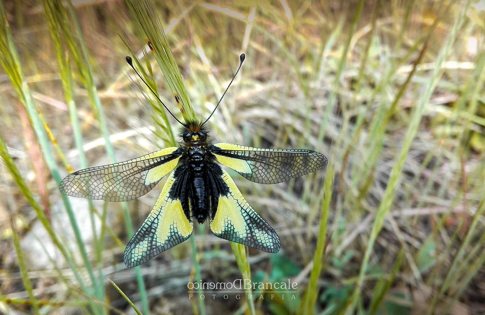 Libelloides Coccayus Ascalaphinae, rare ever seen