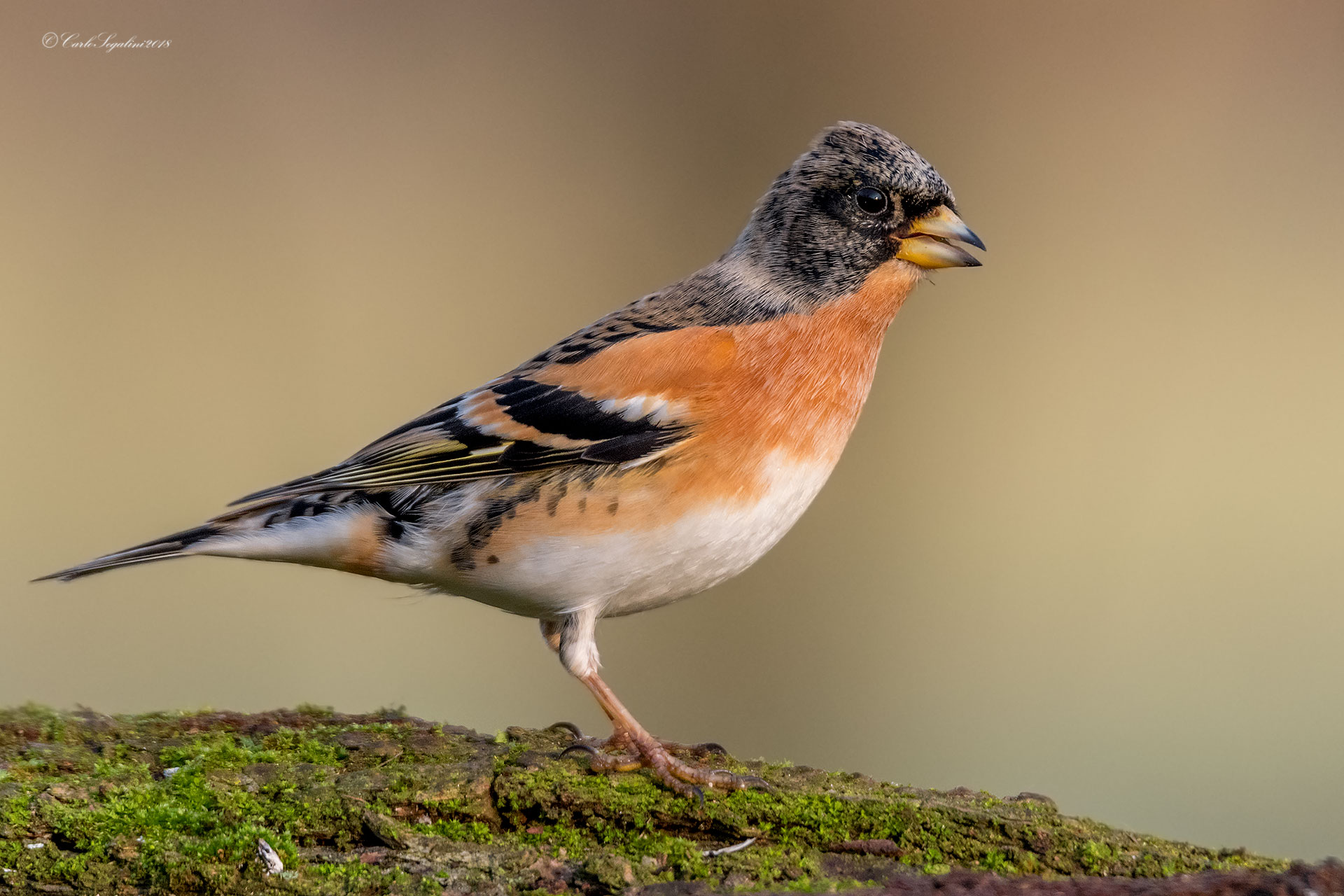 Brambling