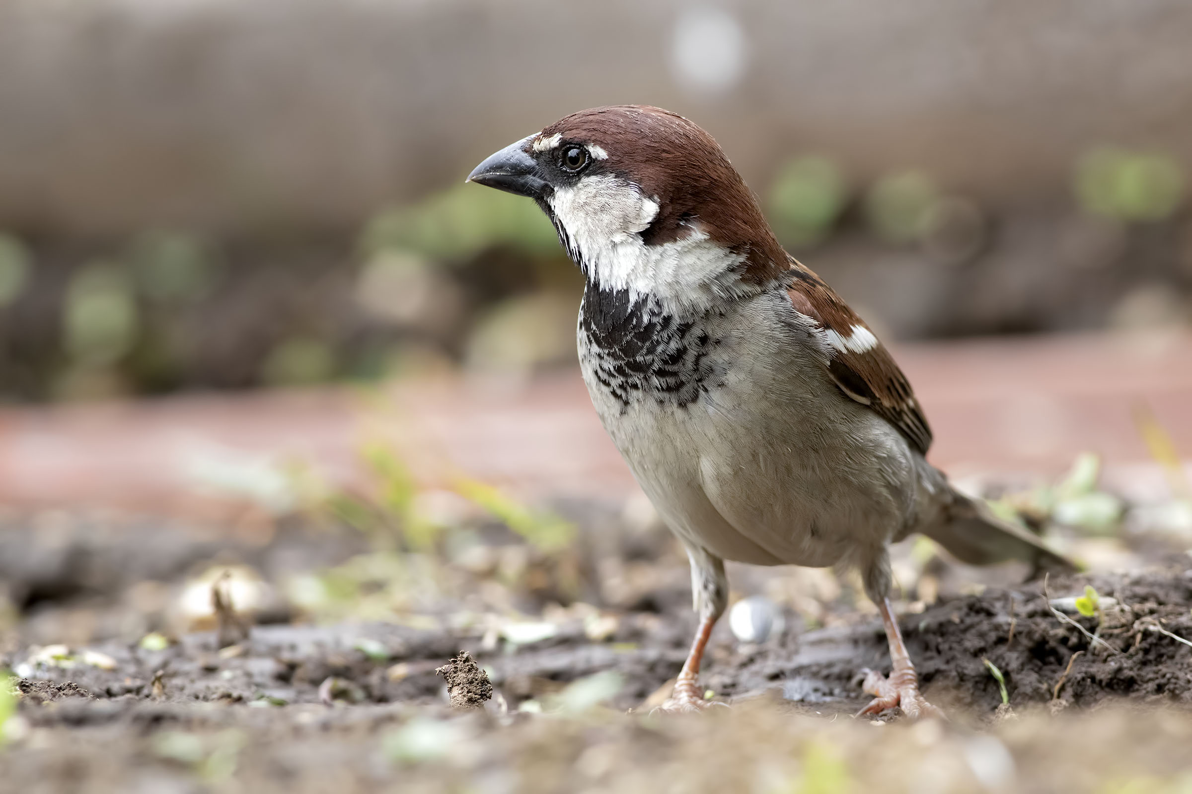 Male Sparrow of Italy
