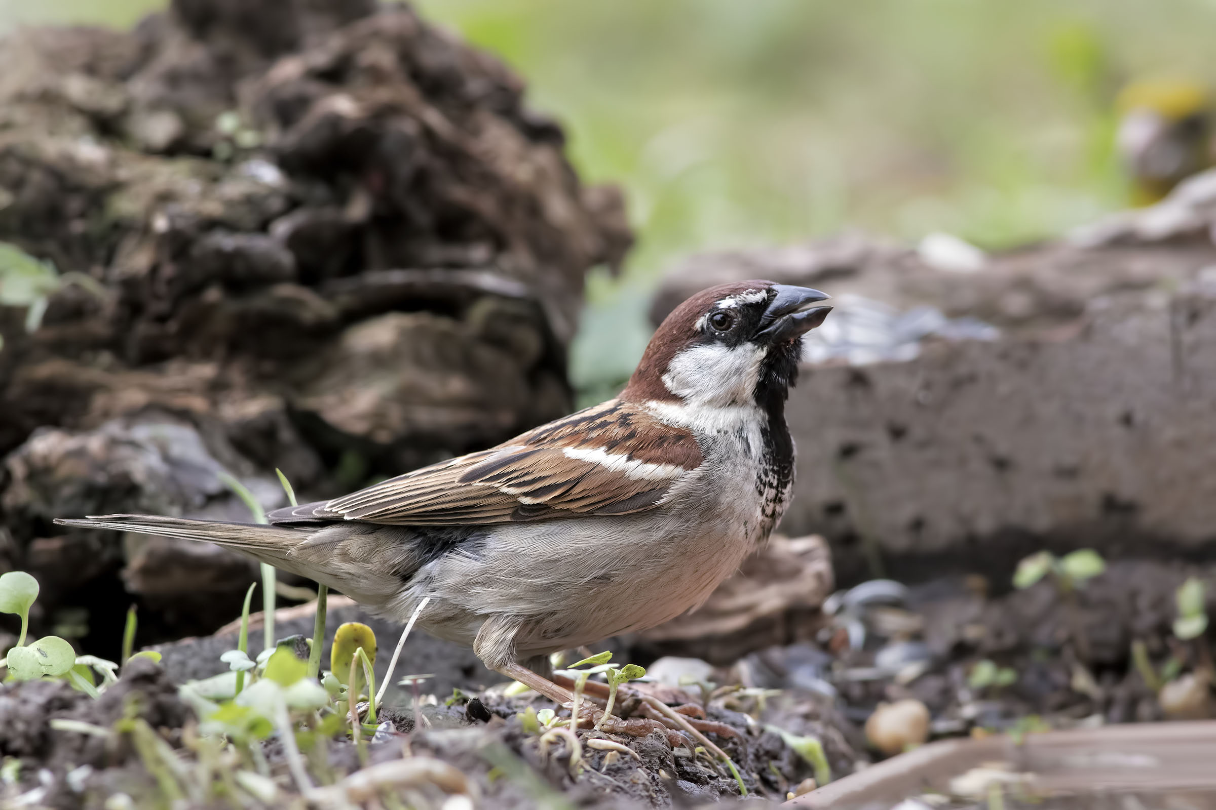 Male Sparrow of Italy