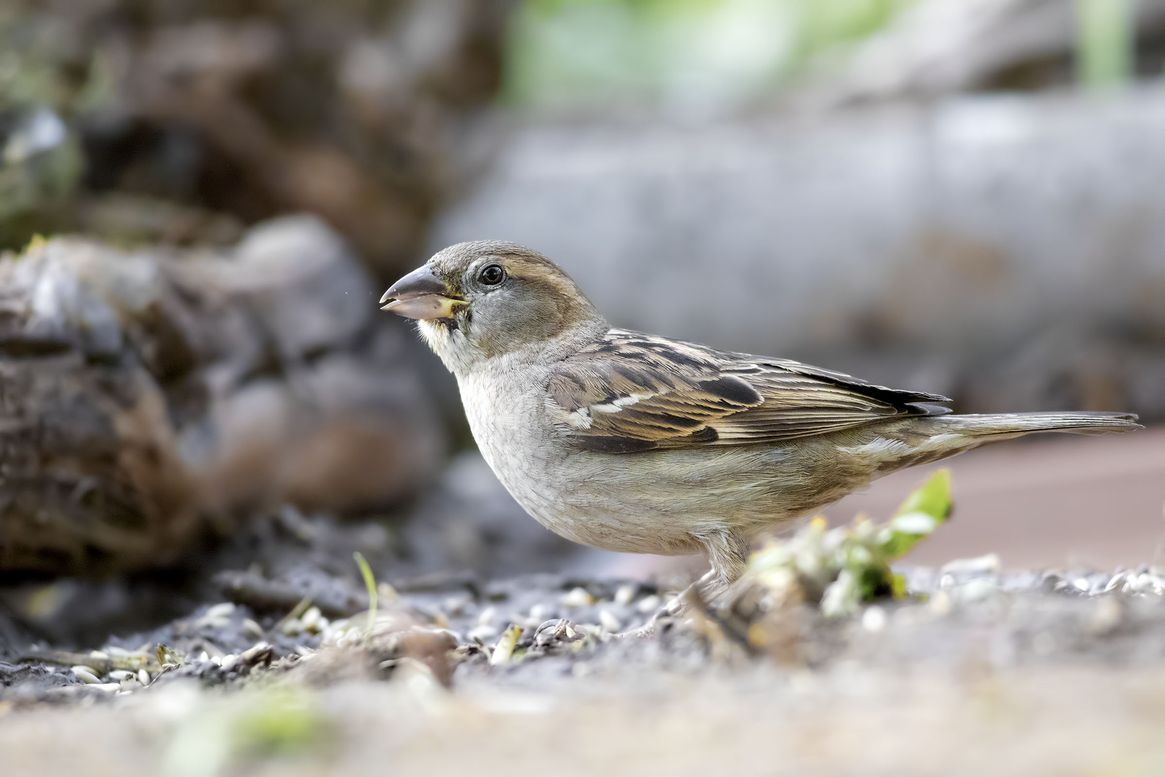 Italy female Sparrow