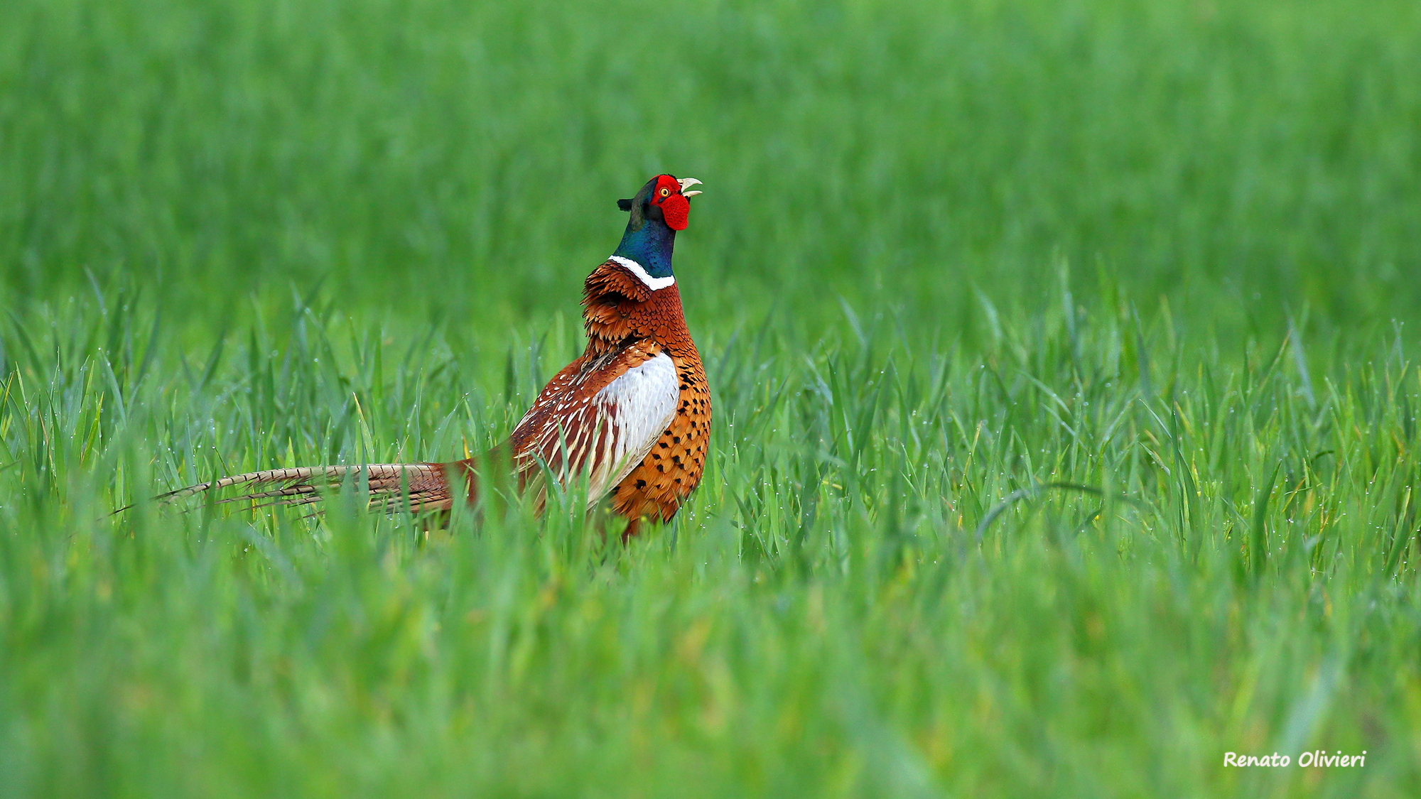 Angry pheasant.