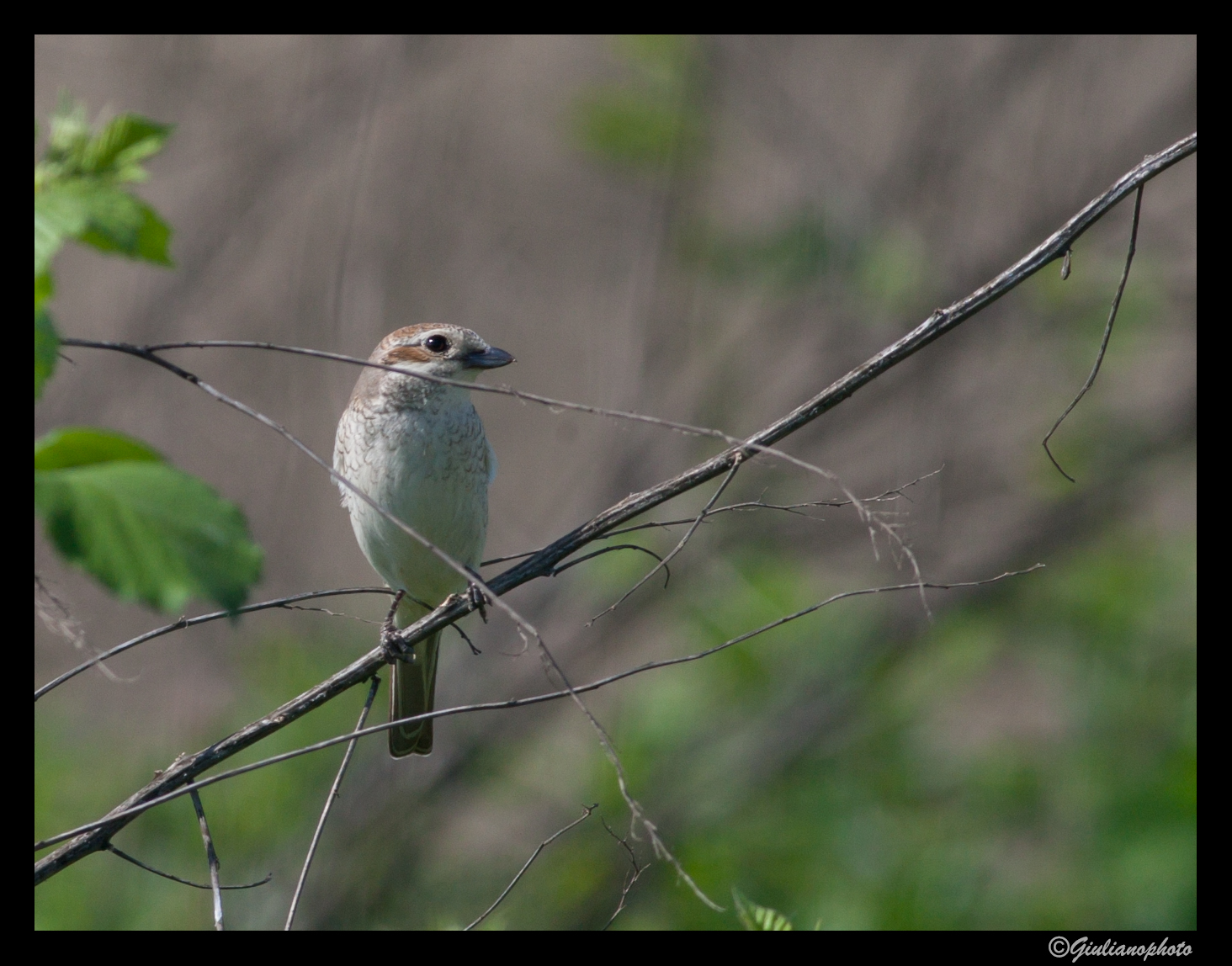 Averla piccola femmina