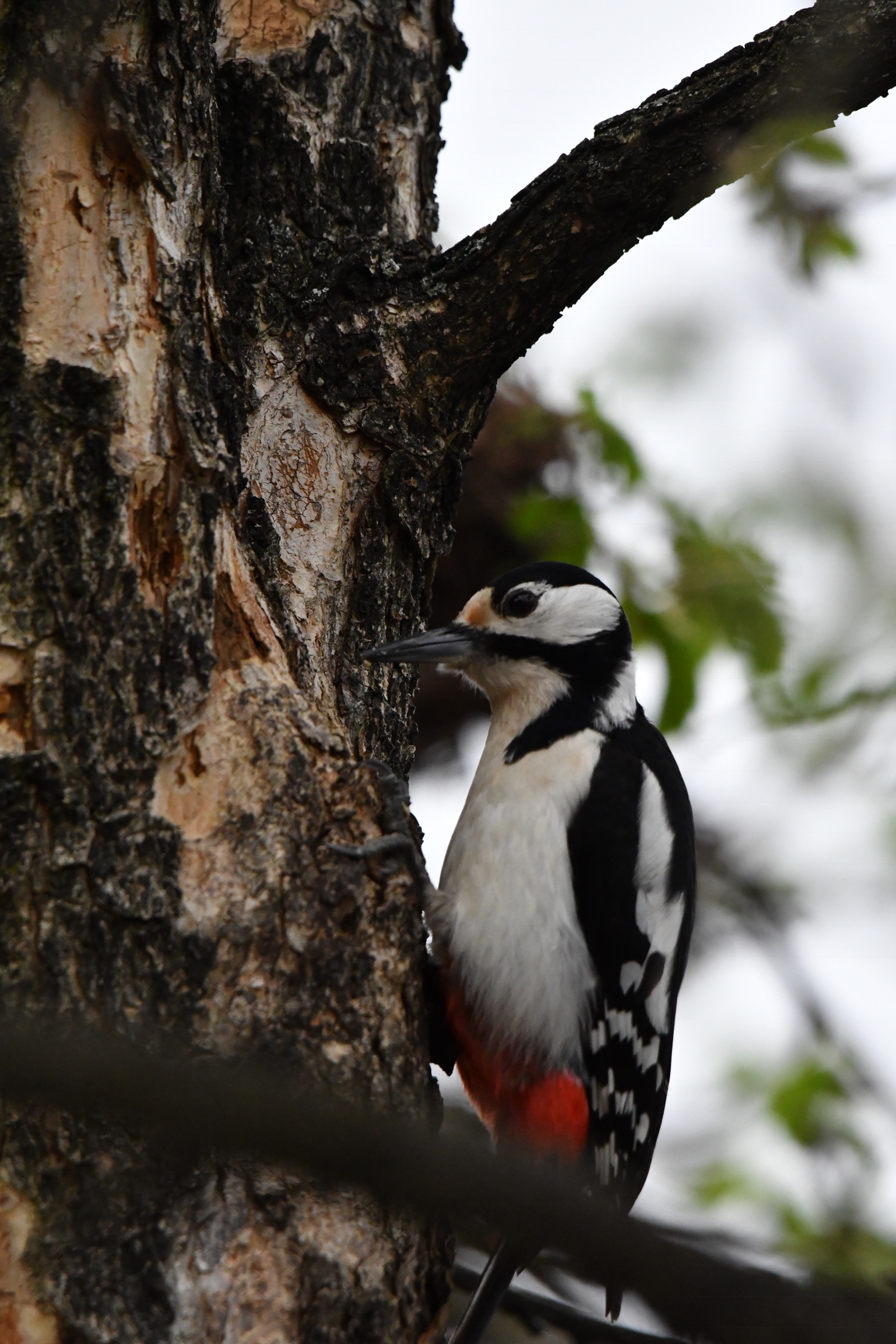 Red Woodpecker