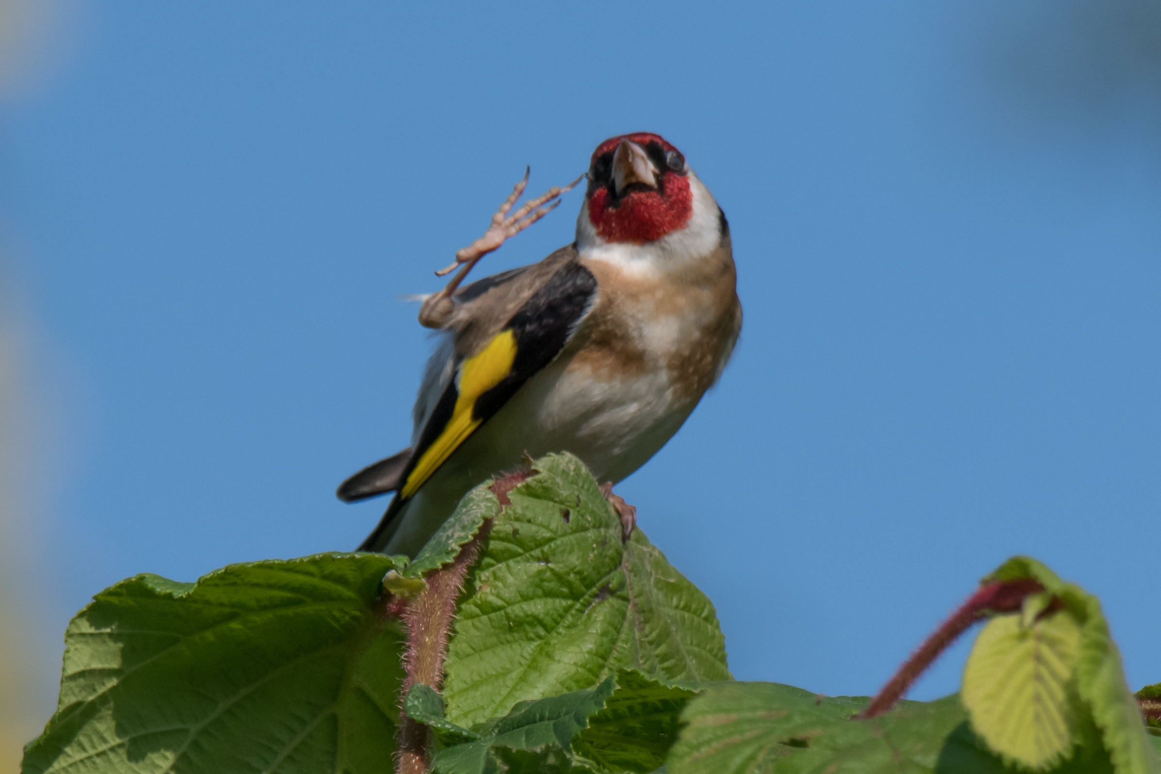 cardellino che mi saluta