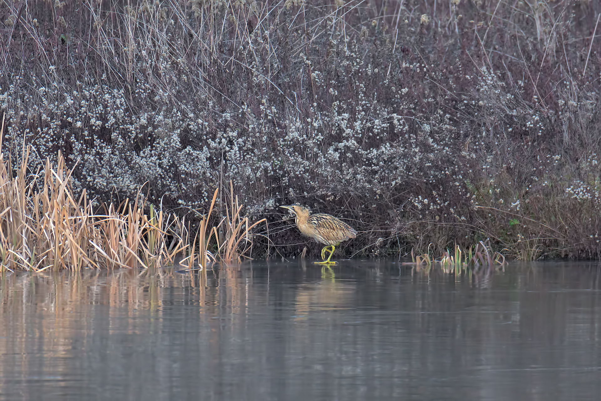 Bittern in Free exit