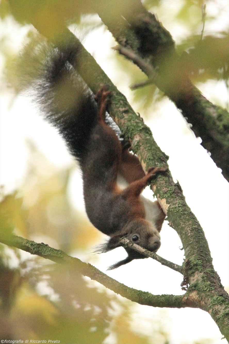 Canon 7D, Canon EF 400mm f/5.6 L + Canon 1.4x Extender II