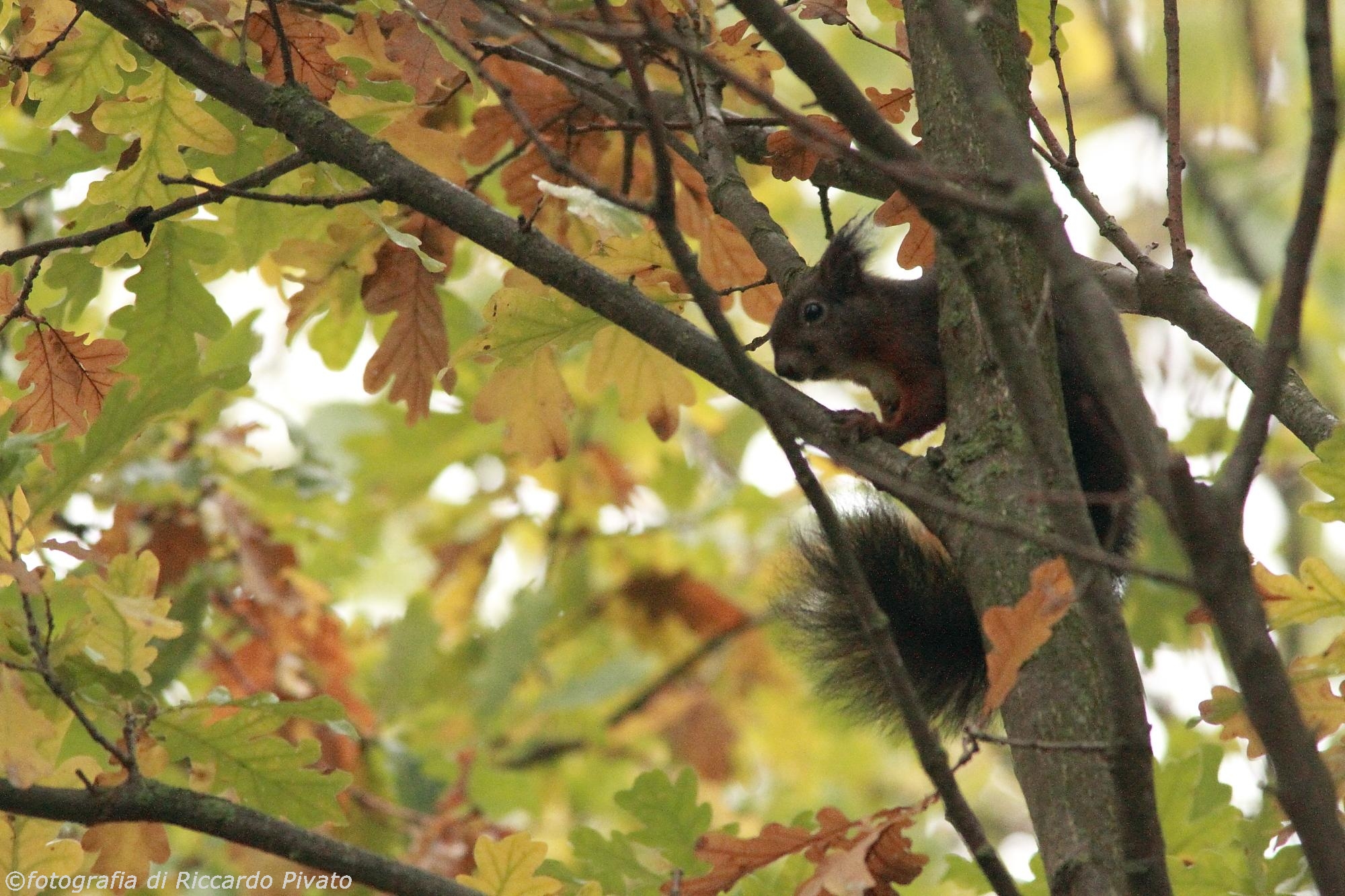 Canon 7D, Canon EF 400mm f/5.6 L + Canon 1.4x Extender II