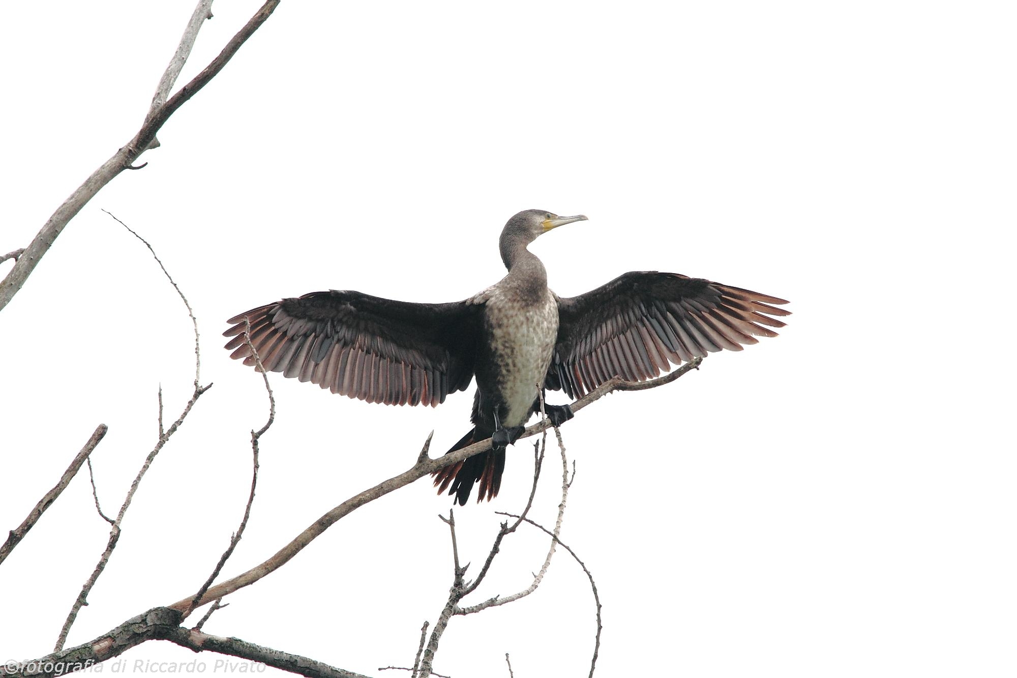 Canon 7D, Canon EF 400mm f/5.6 L + Canon 1.4x Extender II