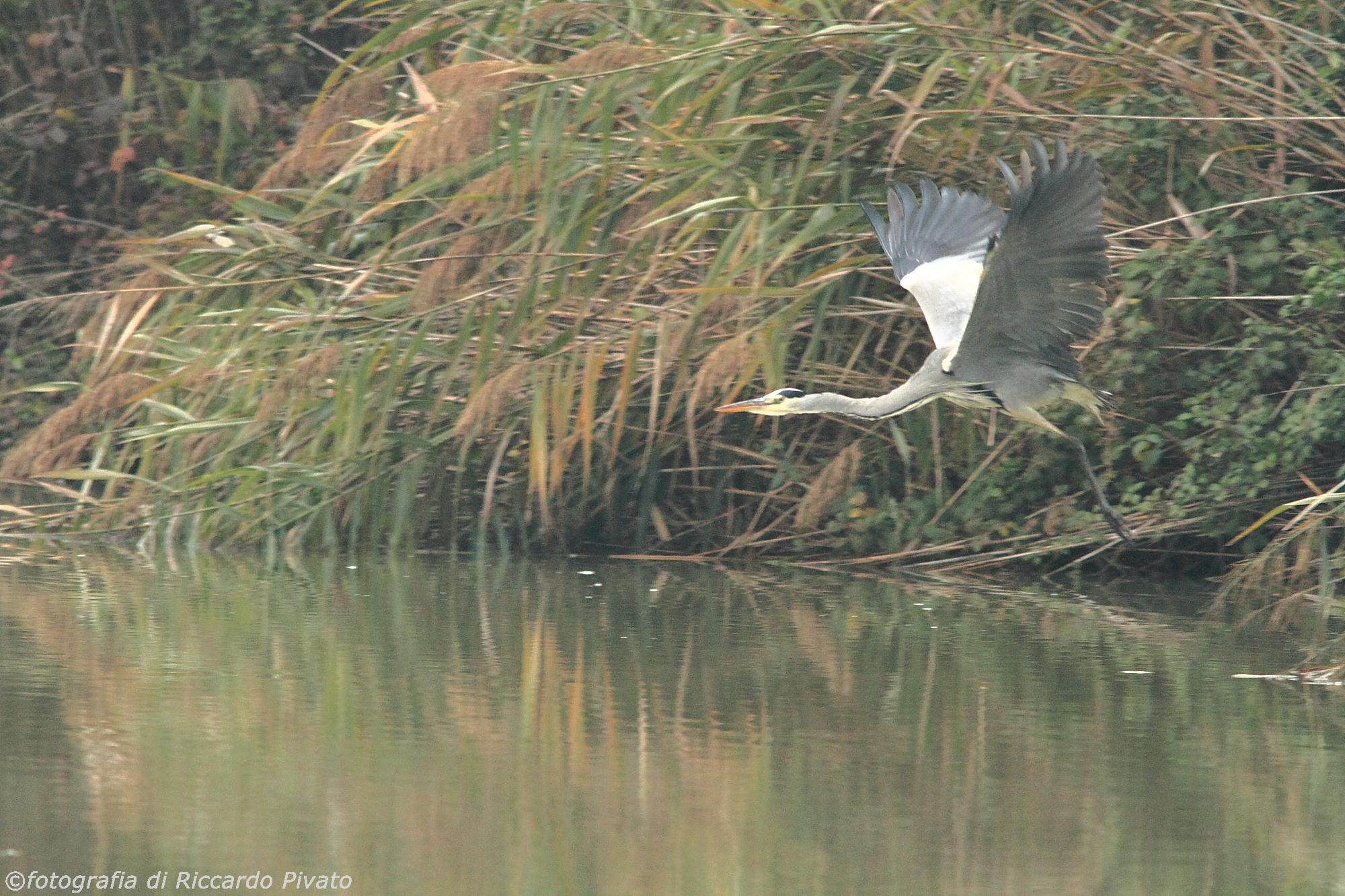 Canon 7D, Canon EF 400mm f/5.6 L + Canon 1.4x Extender II