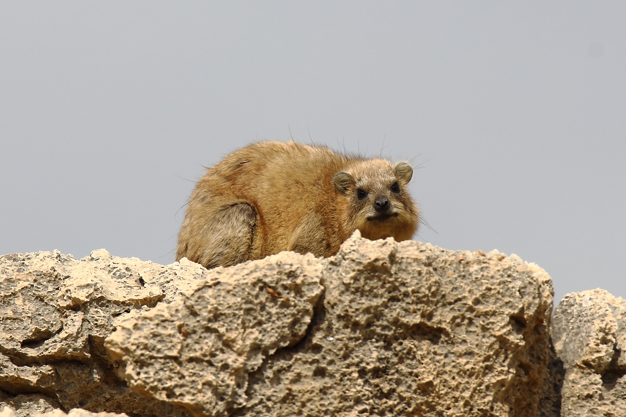 Sorry I'm on guard Procavity capensis