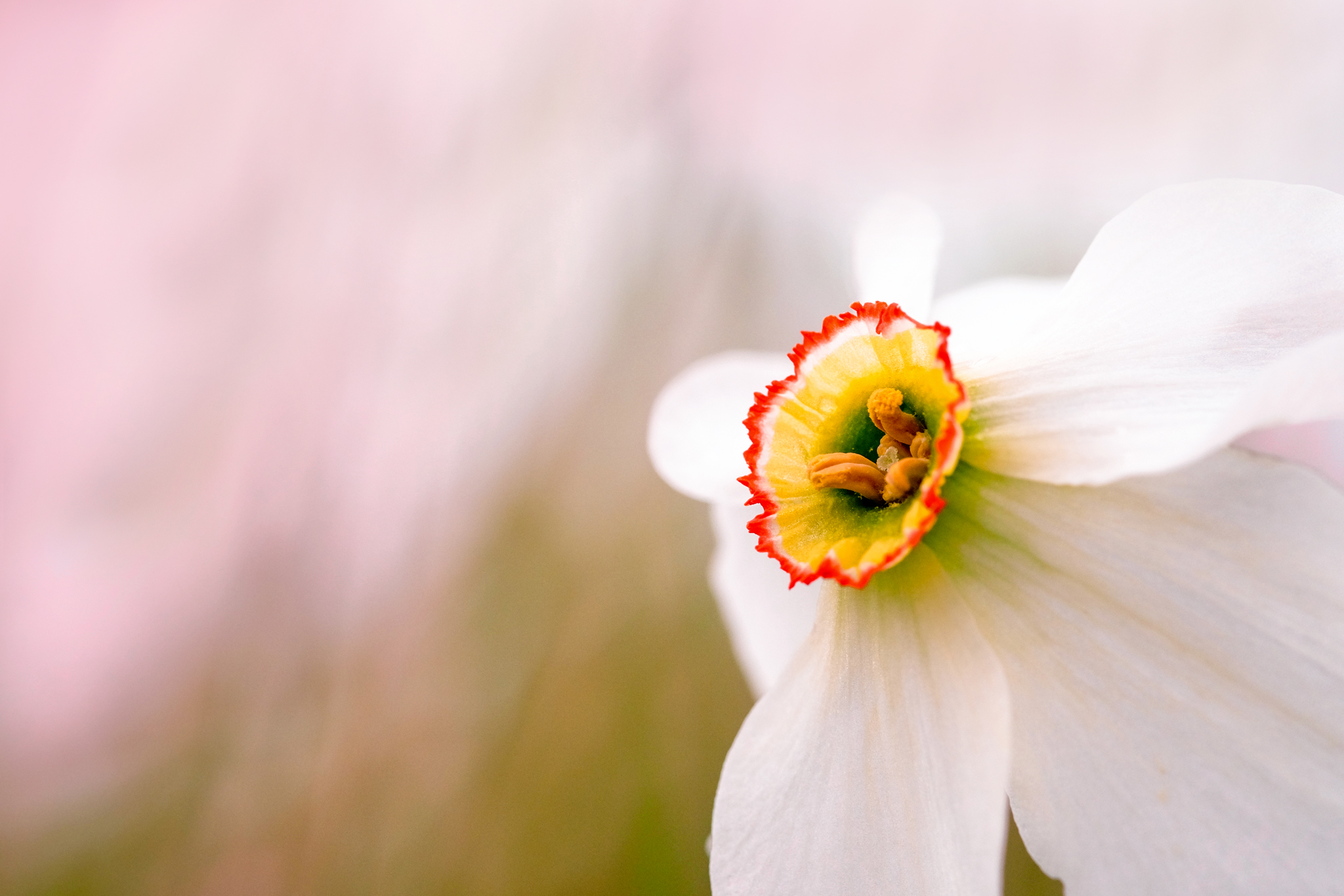 maggio - il mese delle giunchiglie!