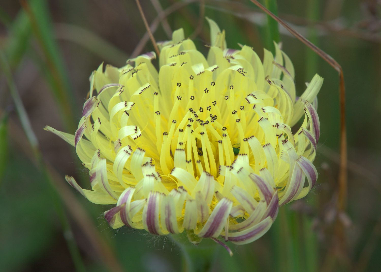 Urospermum dalechampii
