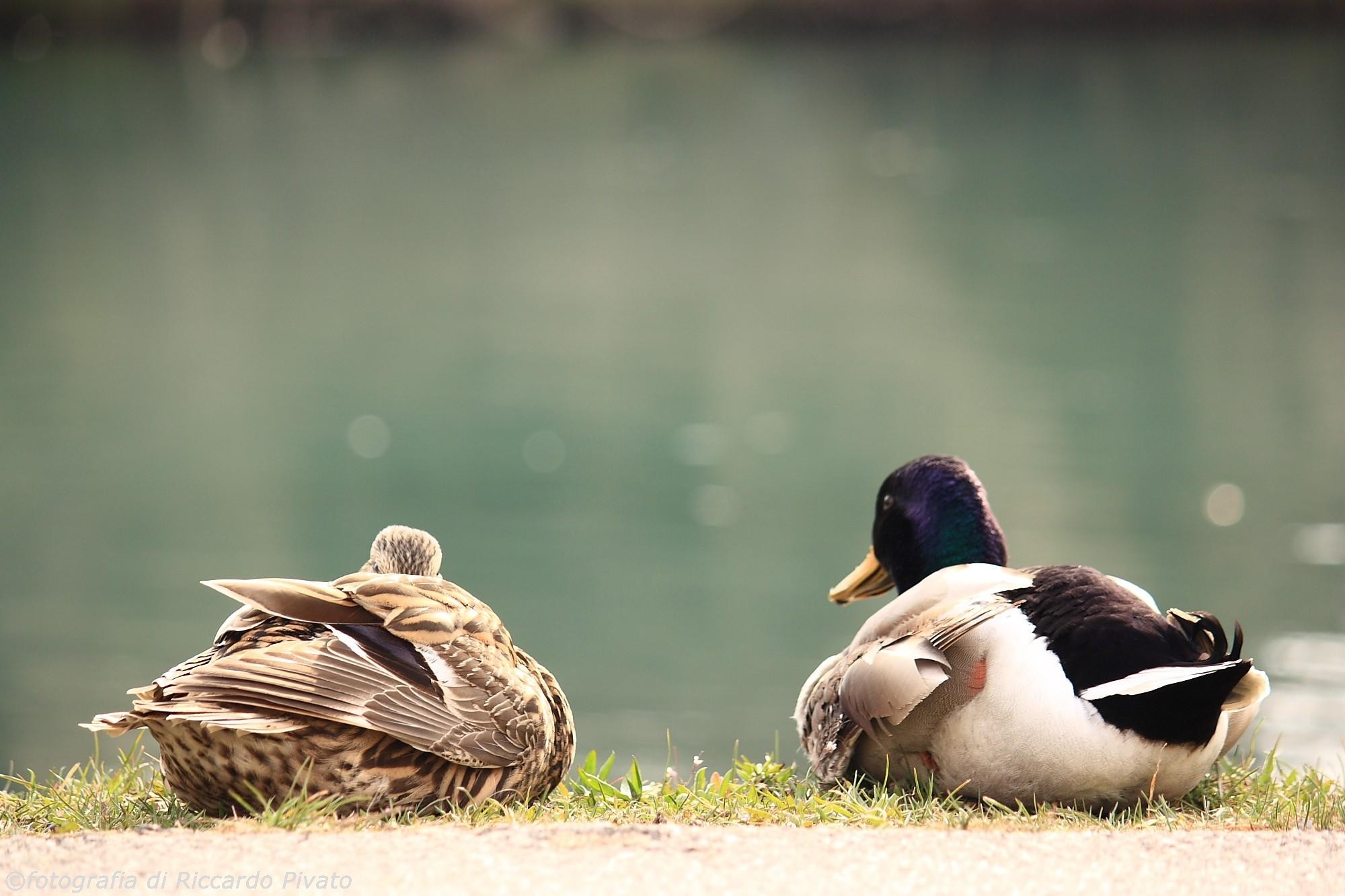 Canon 7D, Canon EF 70-200 L f4 + Canon Extender 1.4x II