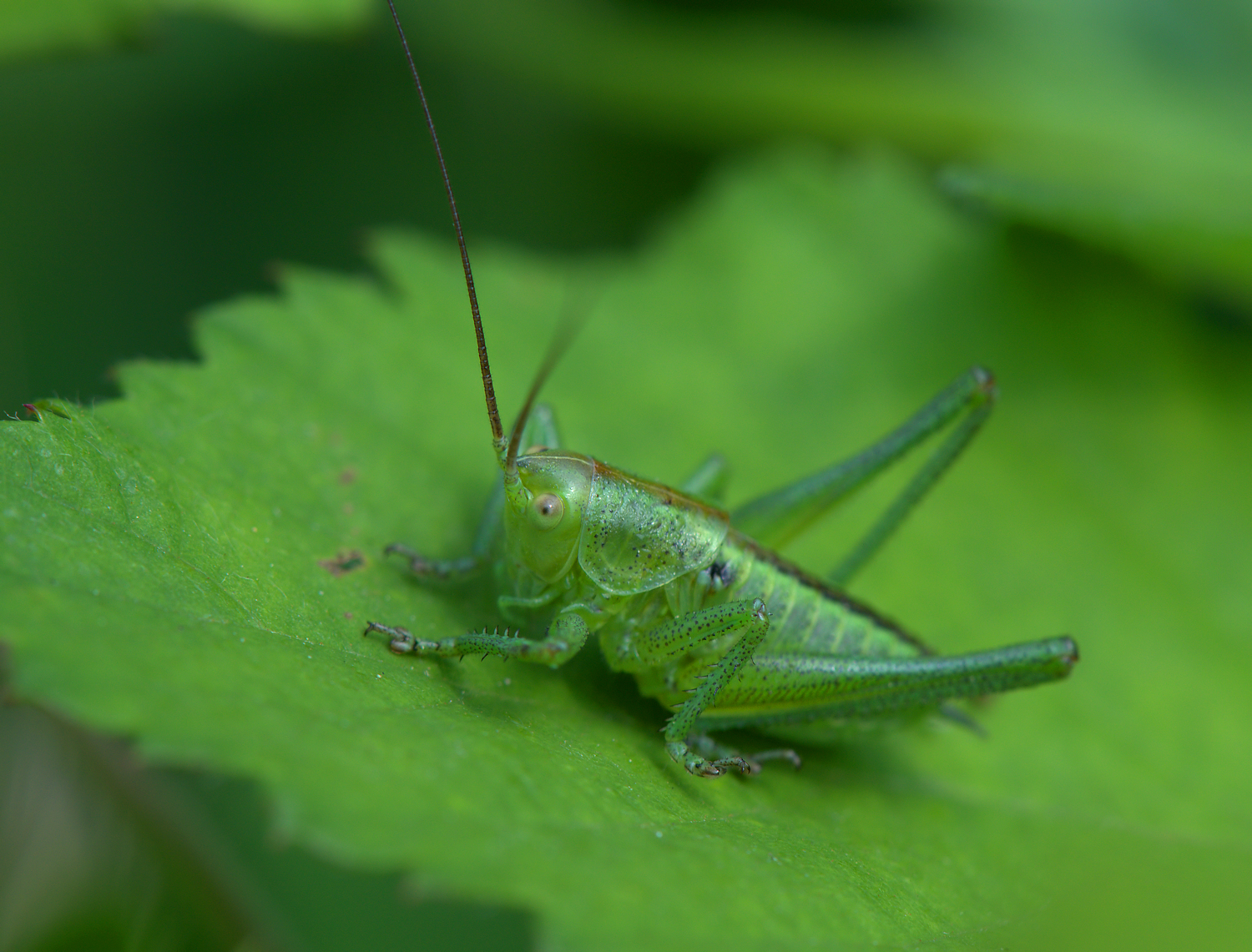 Grasshopper