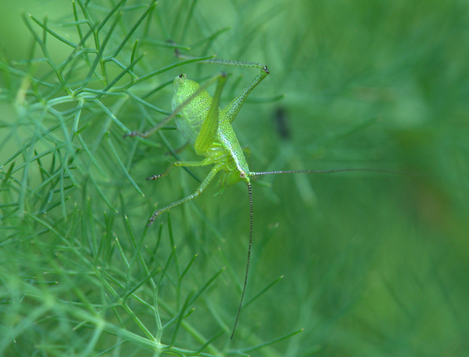 Grasshopper